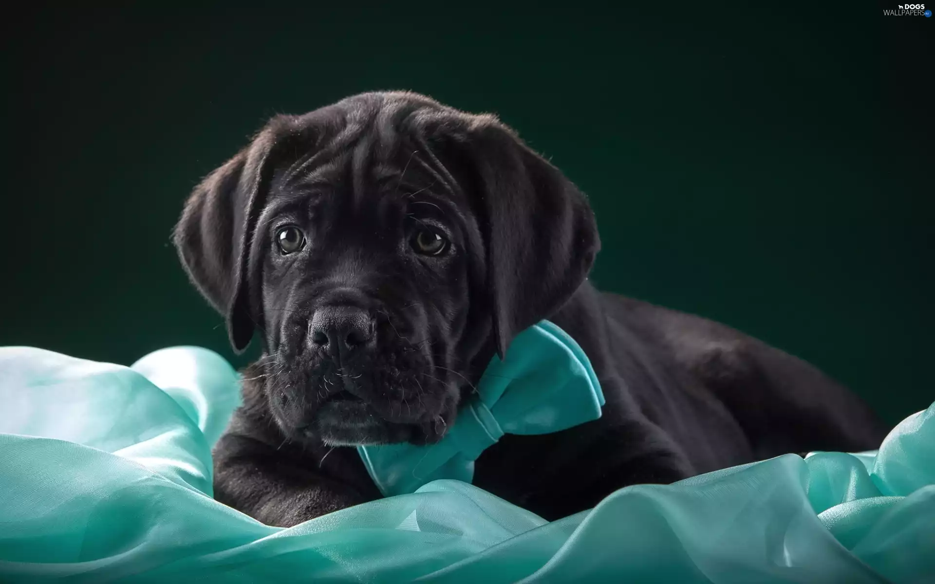 Cane Corso, dog, Puppy