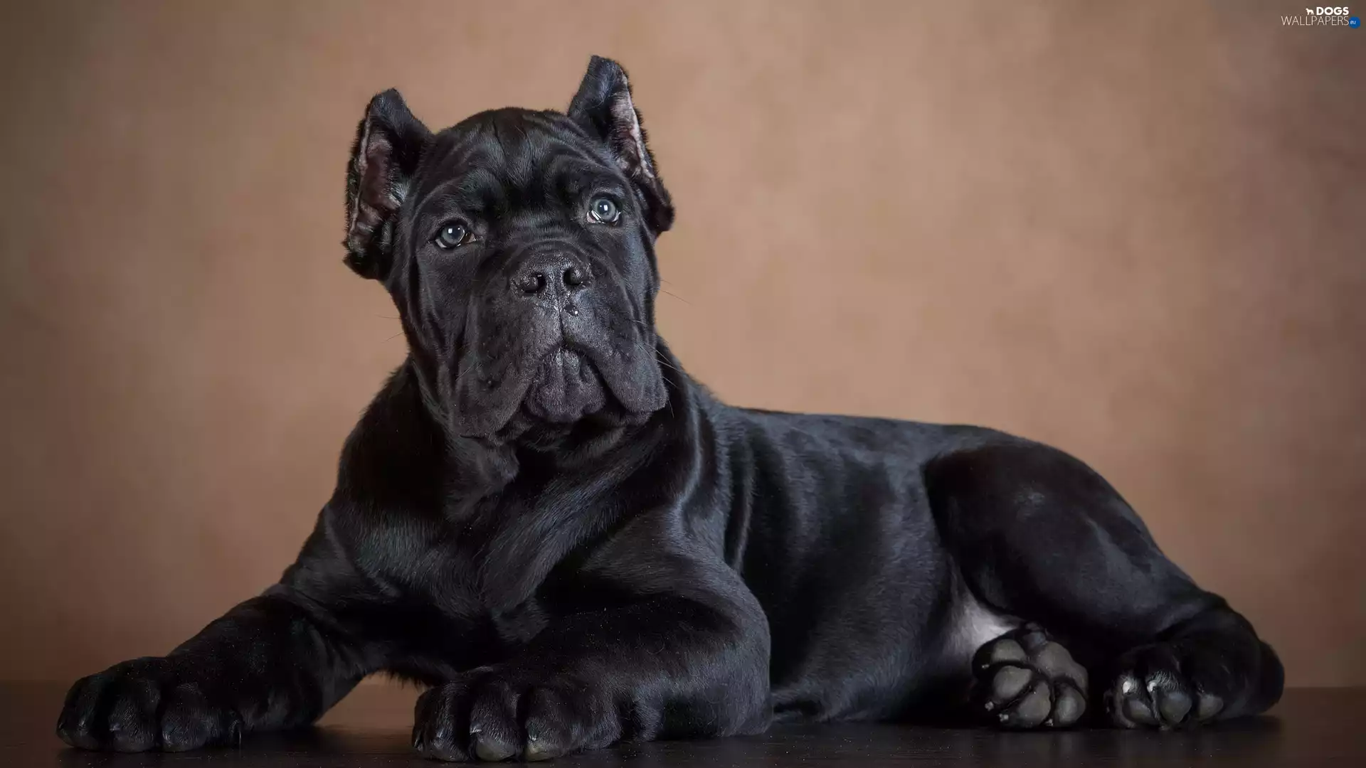 Black, Puppy, Cane Corso, dog