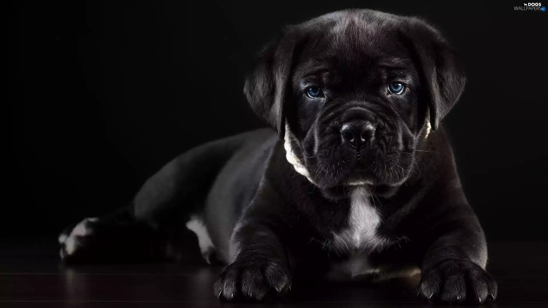 dog, Puppy, Cane Corso, lying