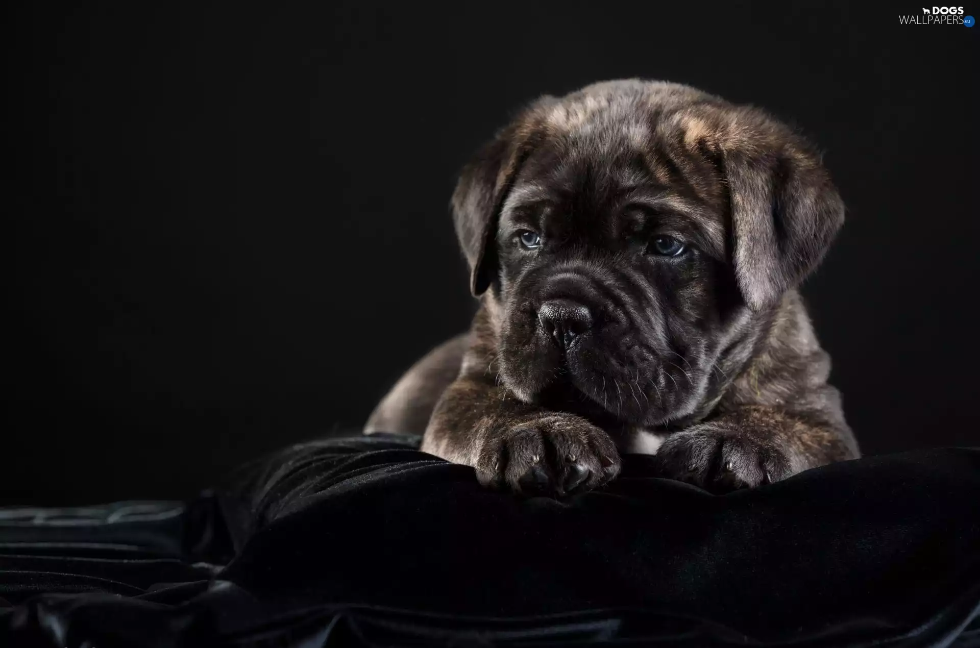 Cane Corso, young, Puppy