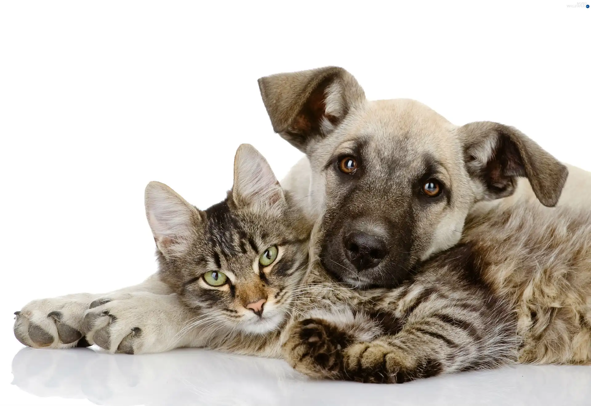 Puppy, cat