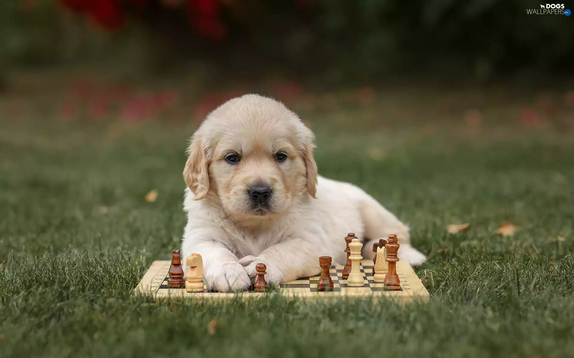dog, Puppy, chess, Golden Retriever