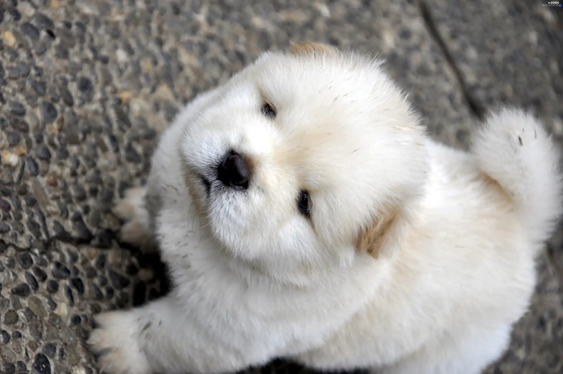 Puppy, Chow chow, dog