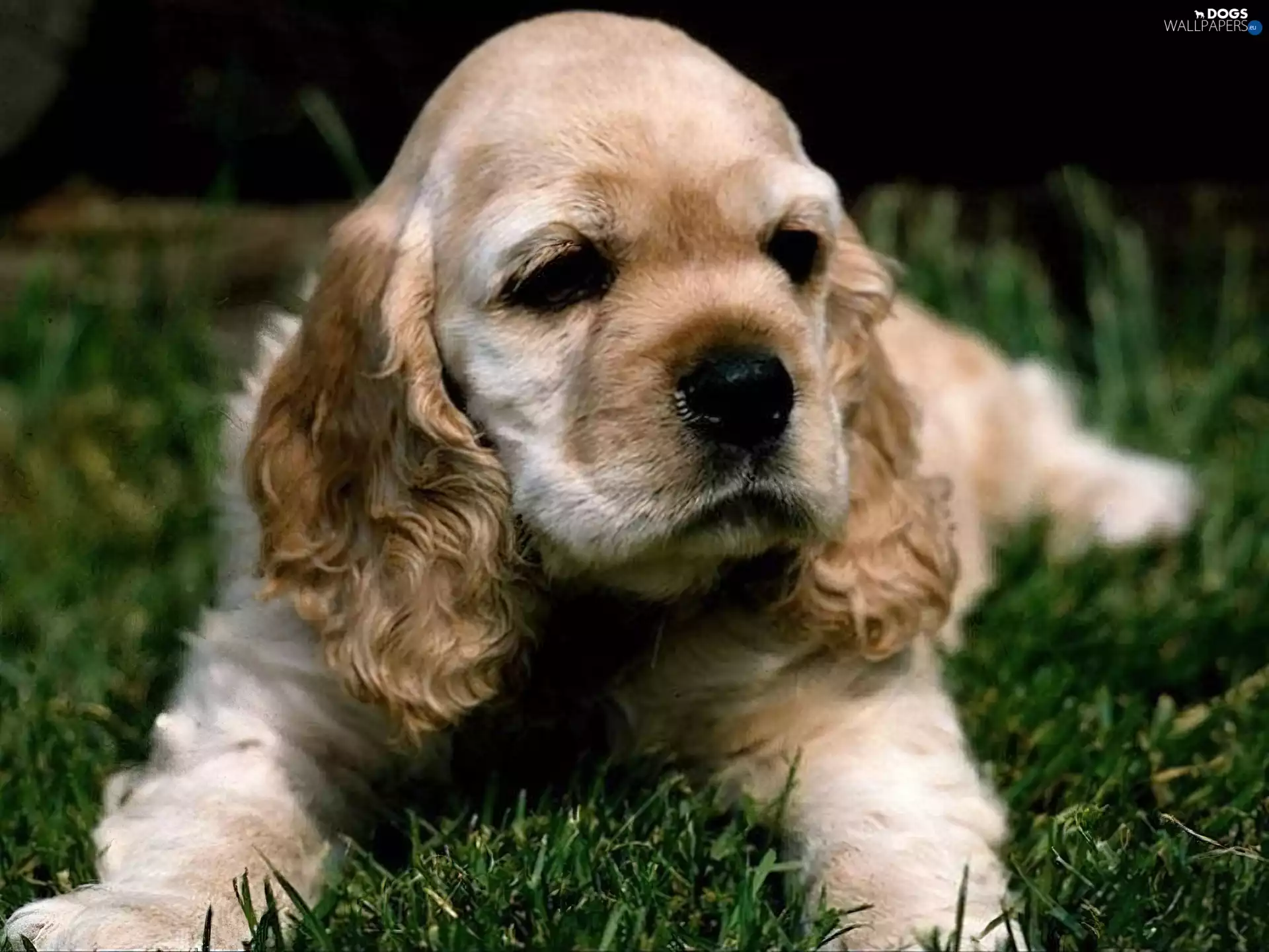 Cocker Spaniel, lying, Puppy