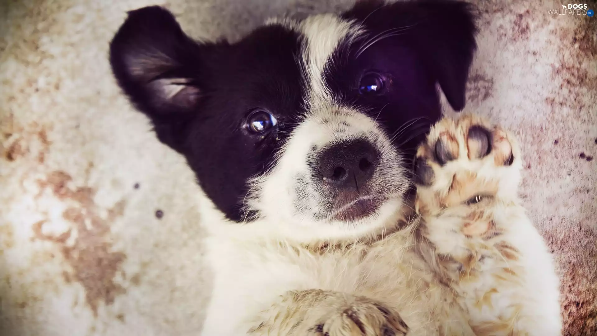 Puppy, Border Collie