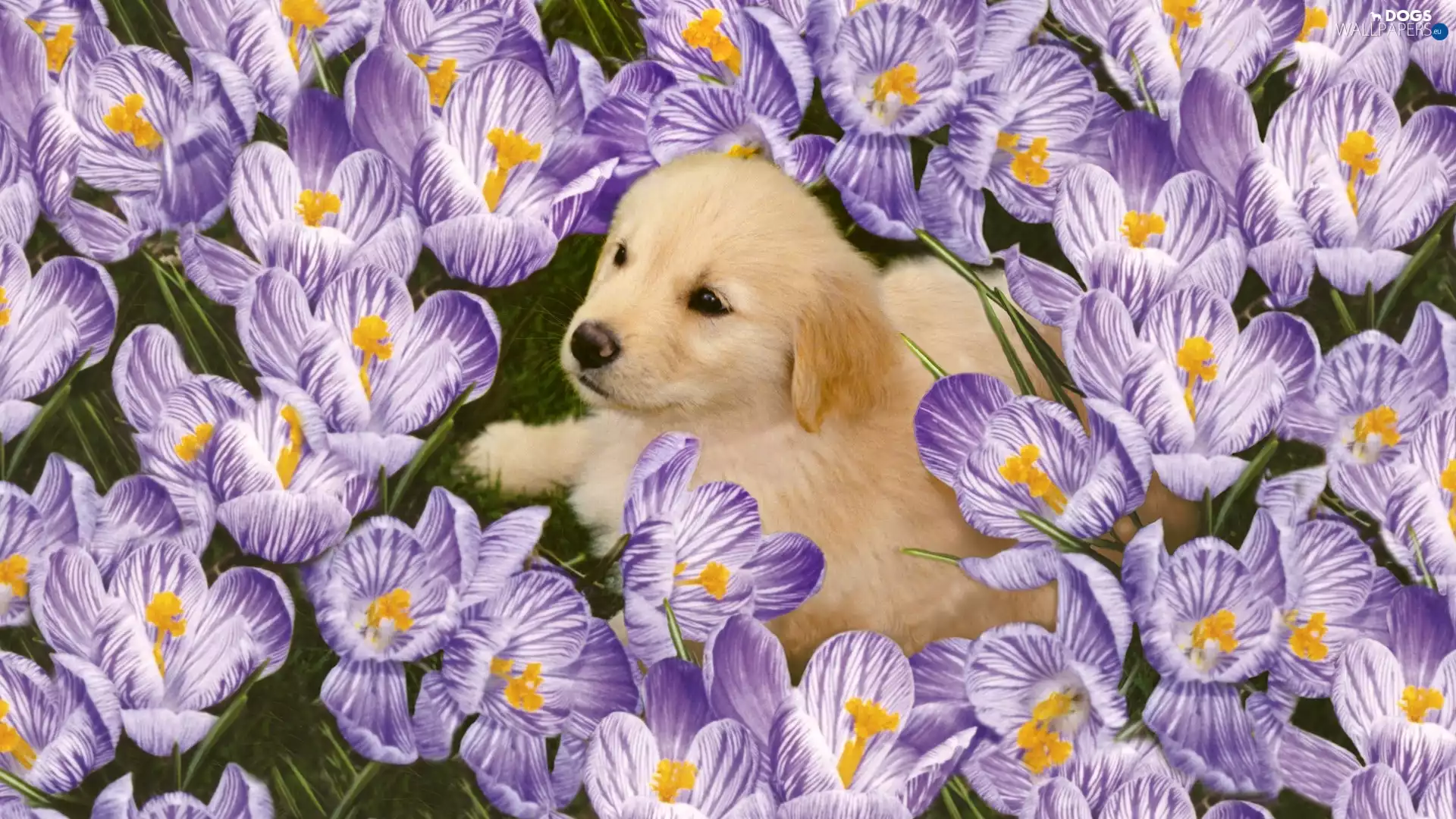 Puppy, crocuses