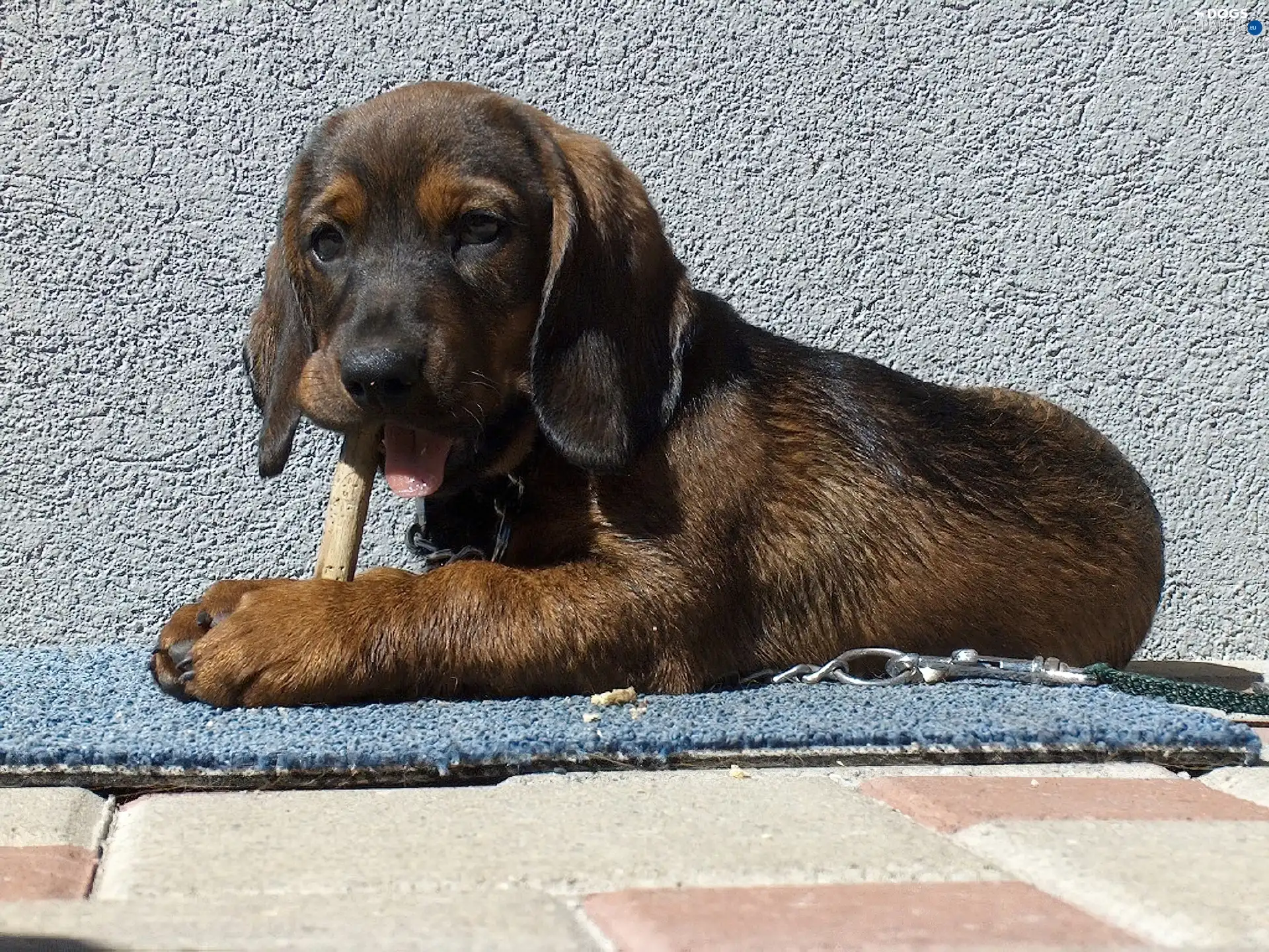 Puppy, dachshund