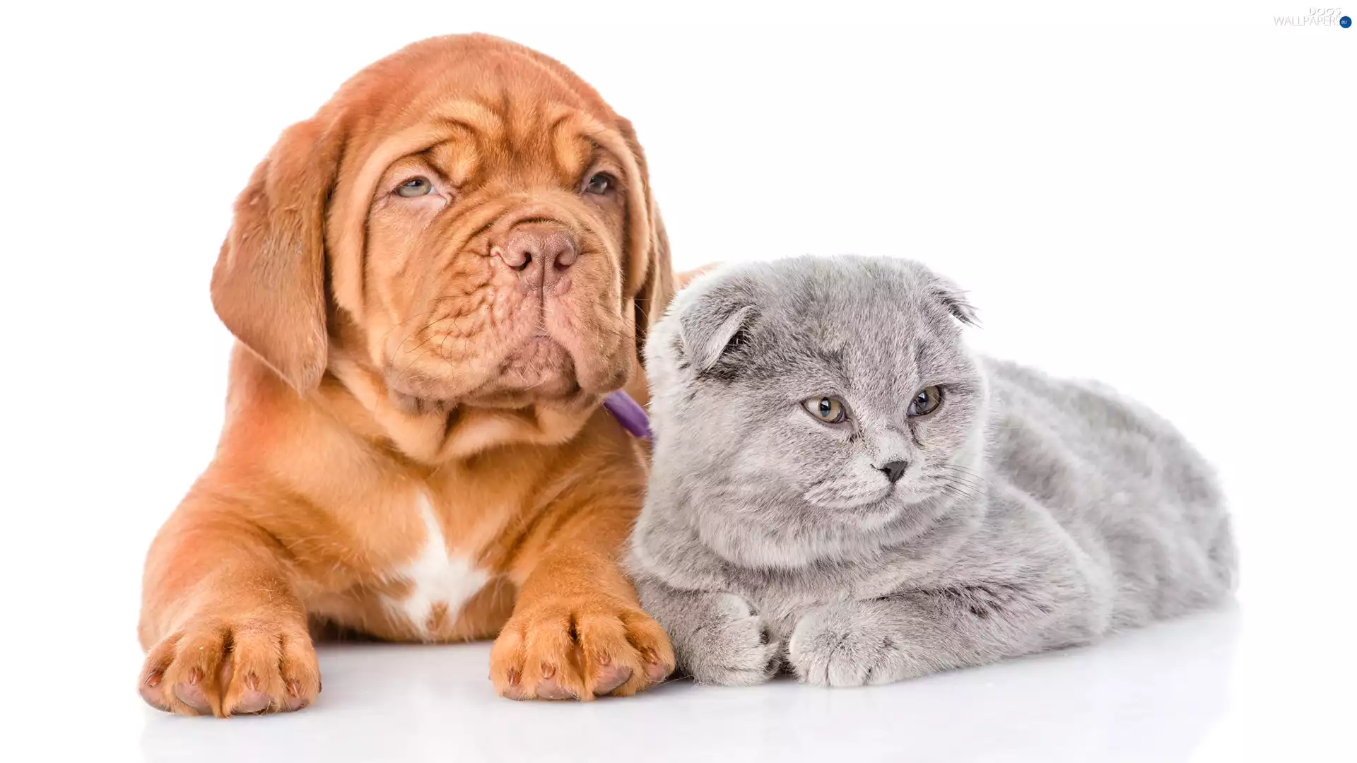 dog, Dog de Bordeaux, Scottish Fold Cat, Puppy