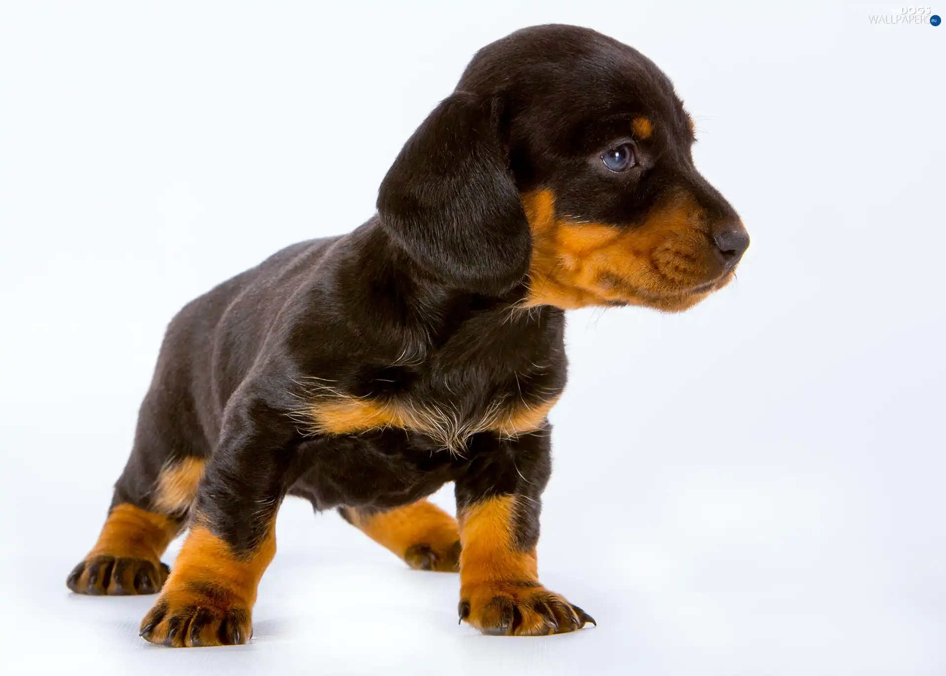 Puppy, Dachshund Shorthair, dog