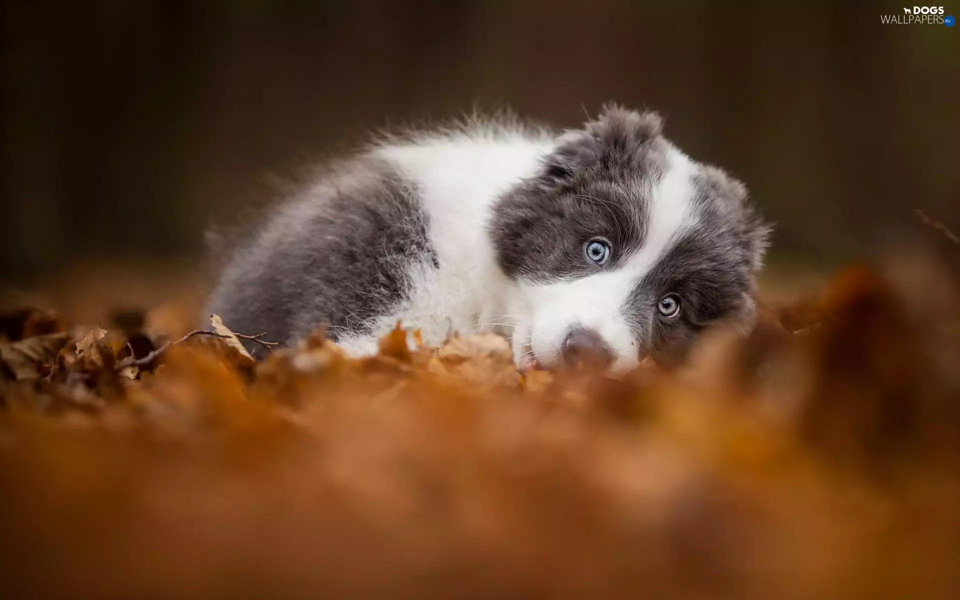 dog, fuzzy, background, Puppy