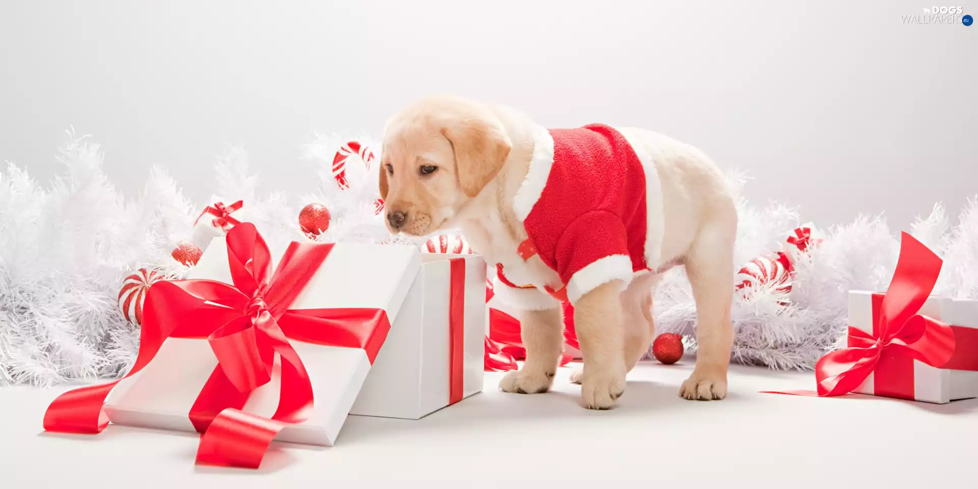 dog, gifts, Christmas, Puppy