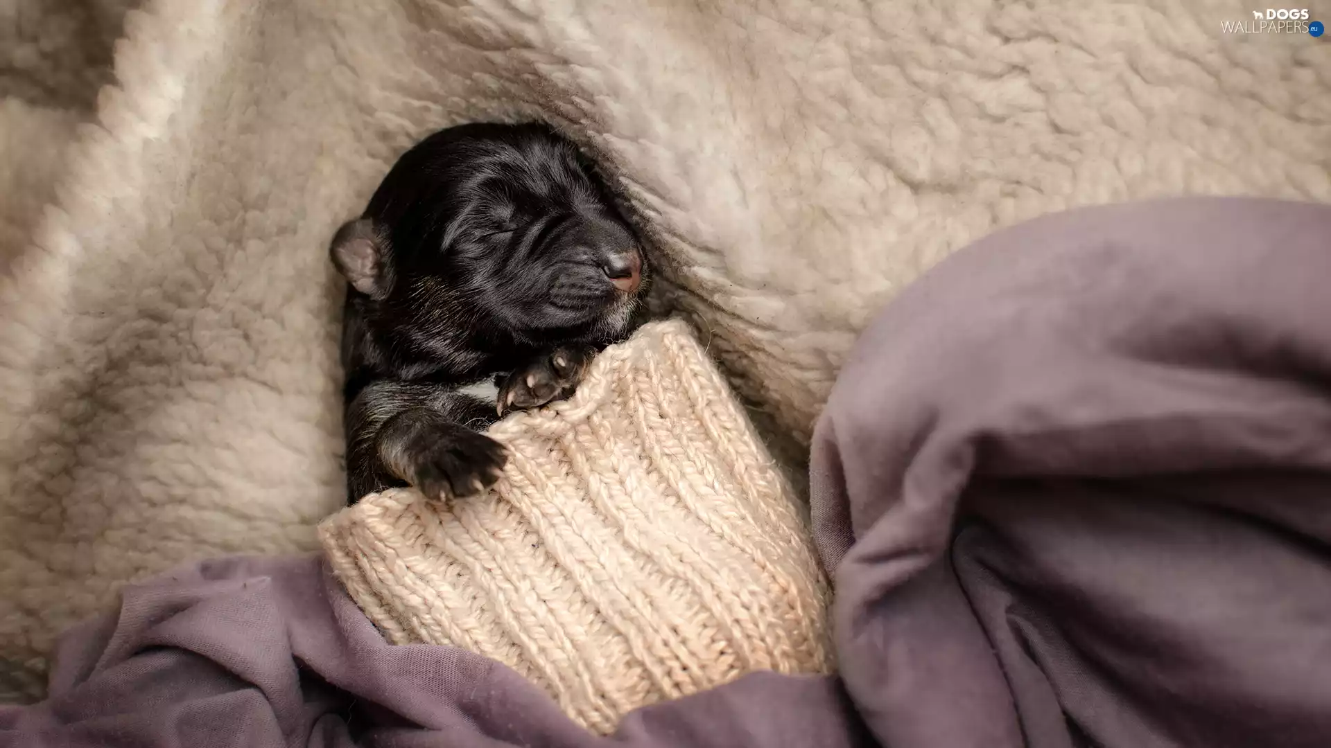 dog, sleeve, coverlet, Puppy