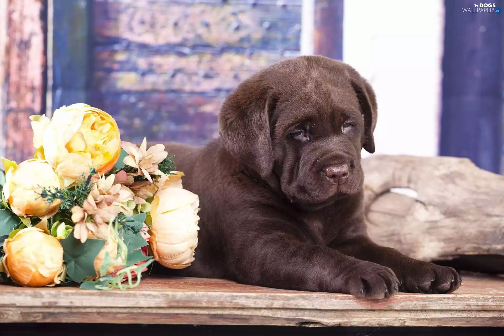 Labrador Retriever, Flowers, Puppy, chocolate, dog