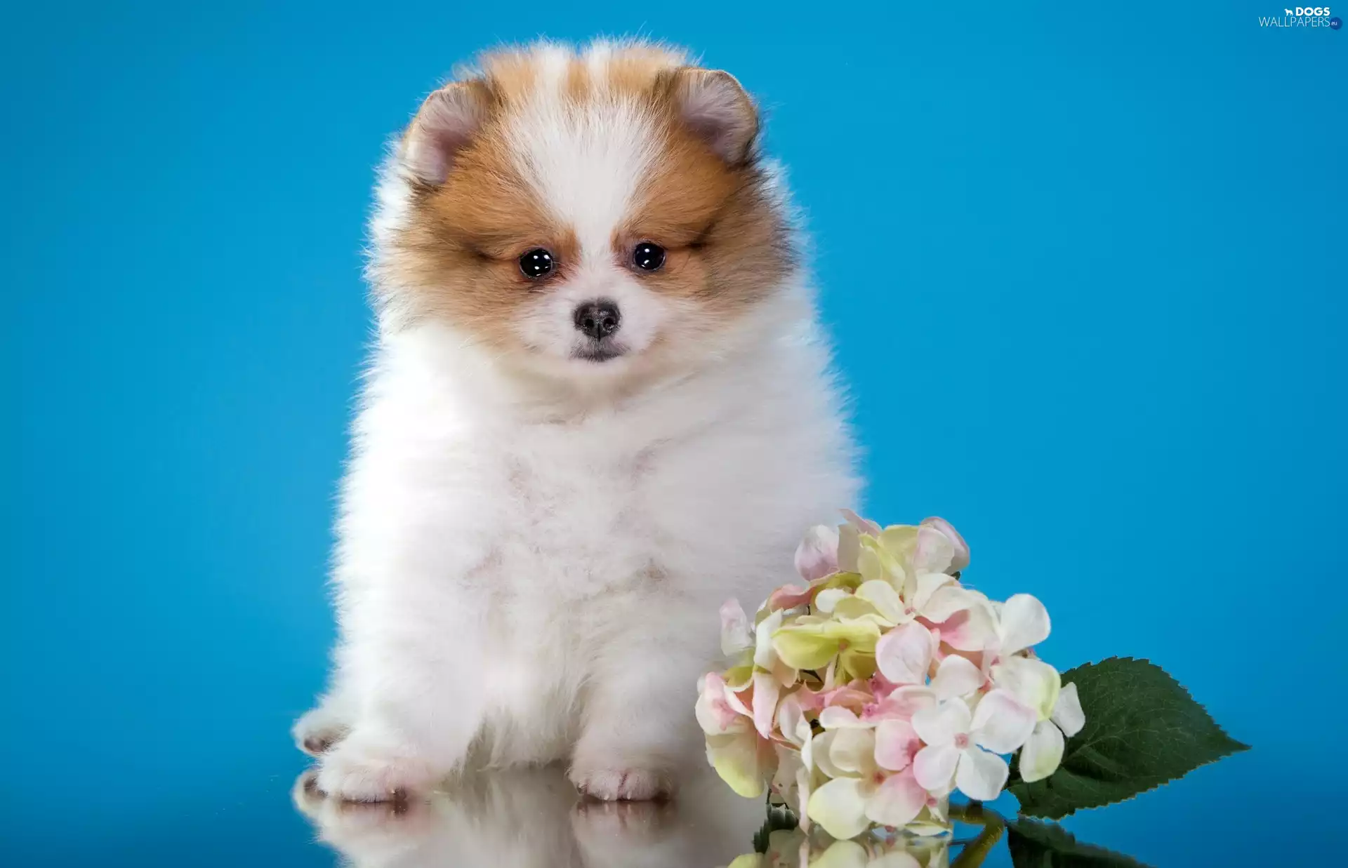 dog, point, Flowers, Puppy