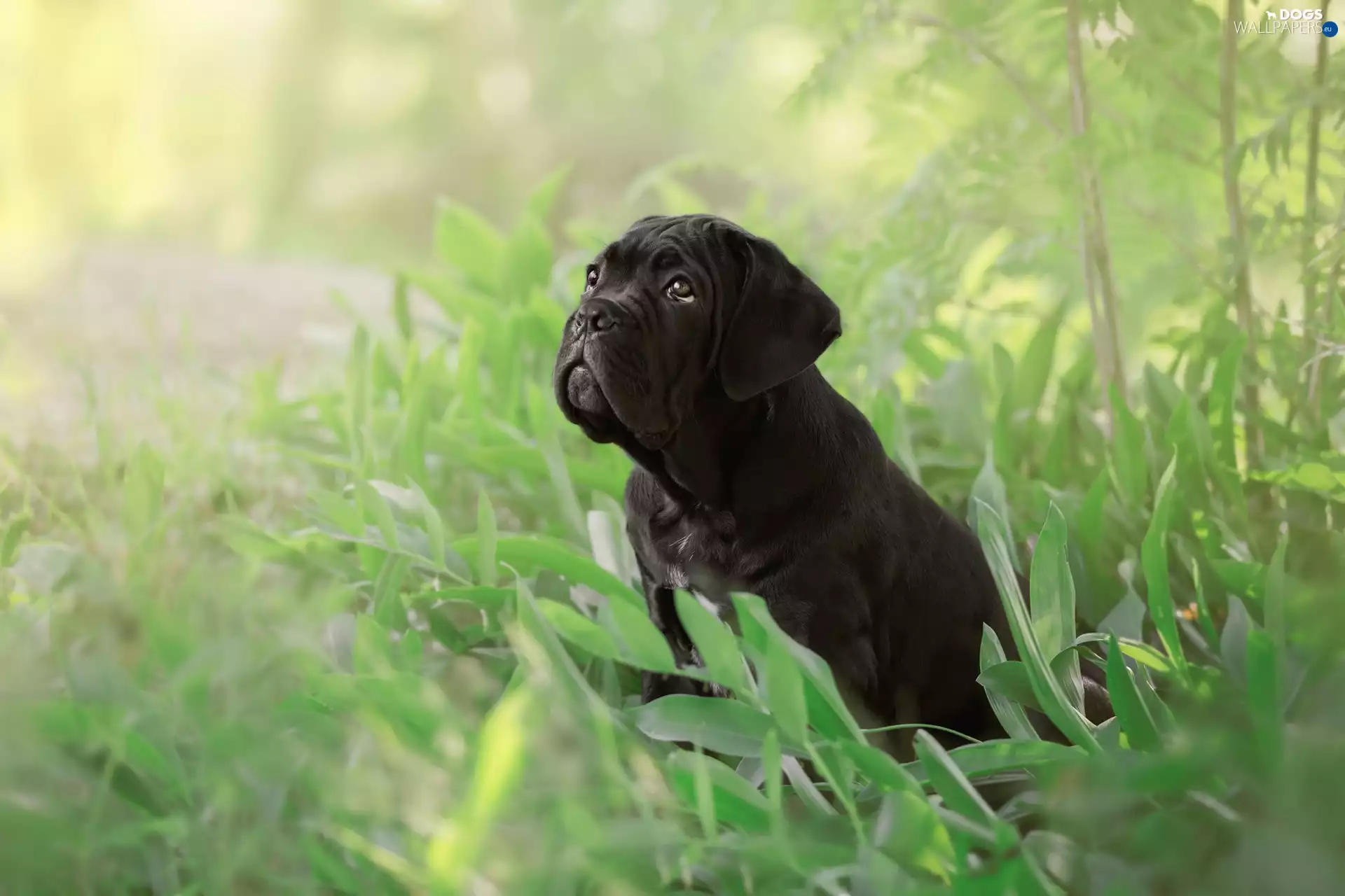 Cane Corso, grass, Puppy, Black, dog