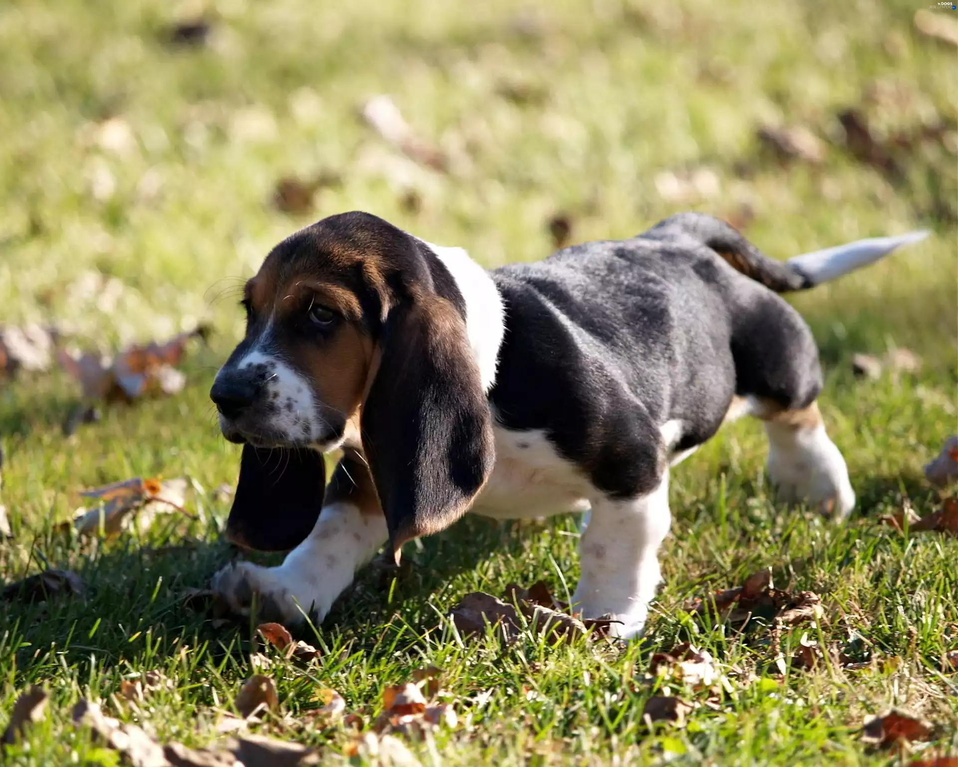 dog, Leaf, grass, Puppy