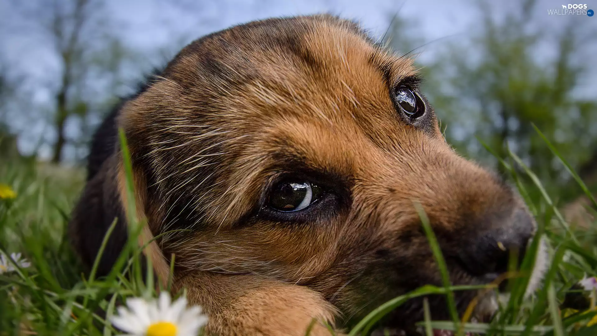dog, muzzle, grass, Puppy