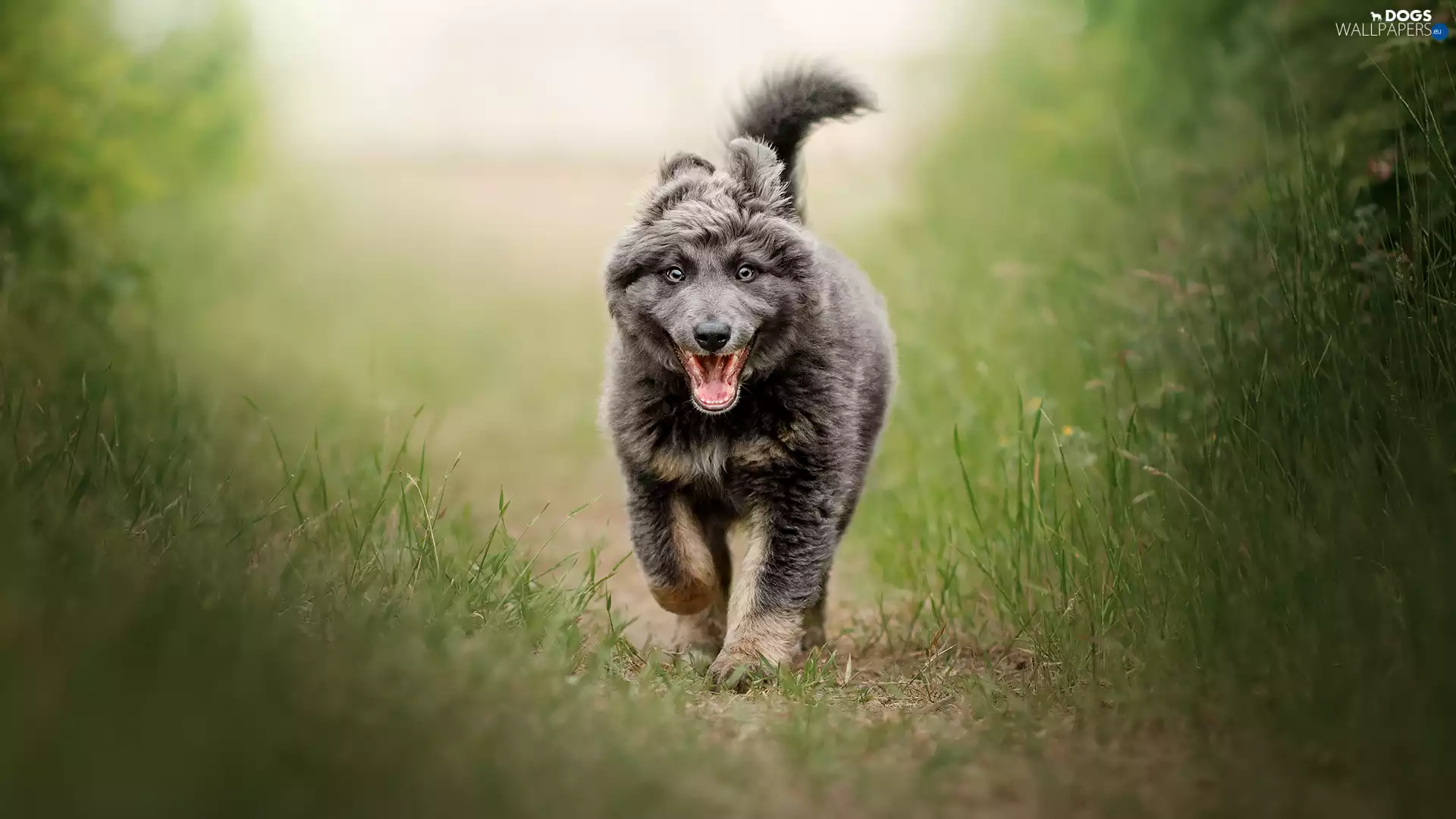 dog, Path, grass, Puppy