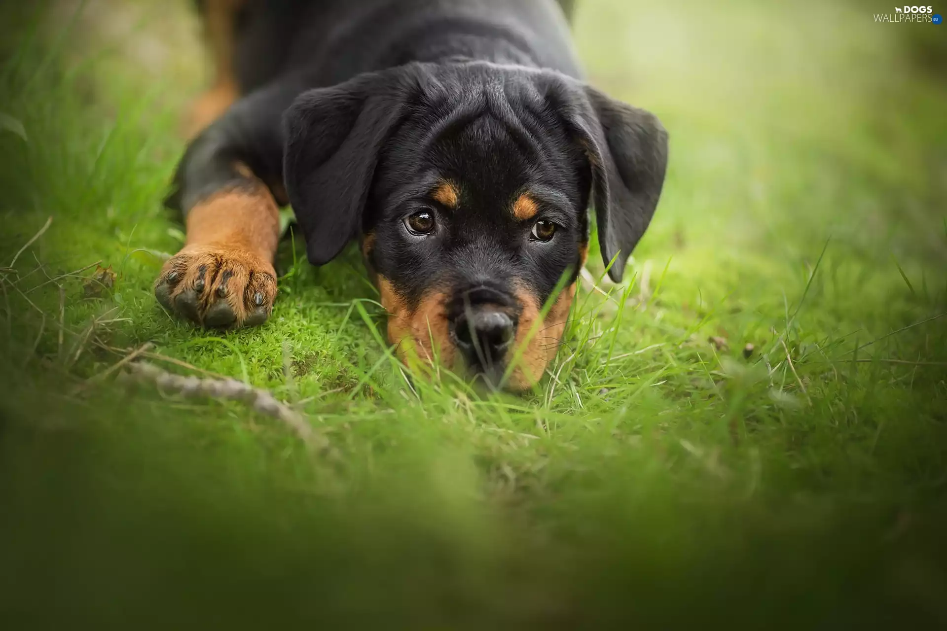 dog, Rottweiler, grass, Puppy