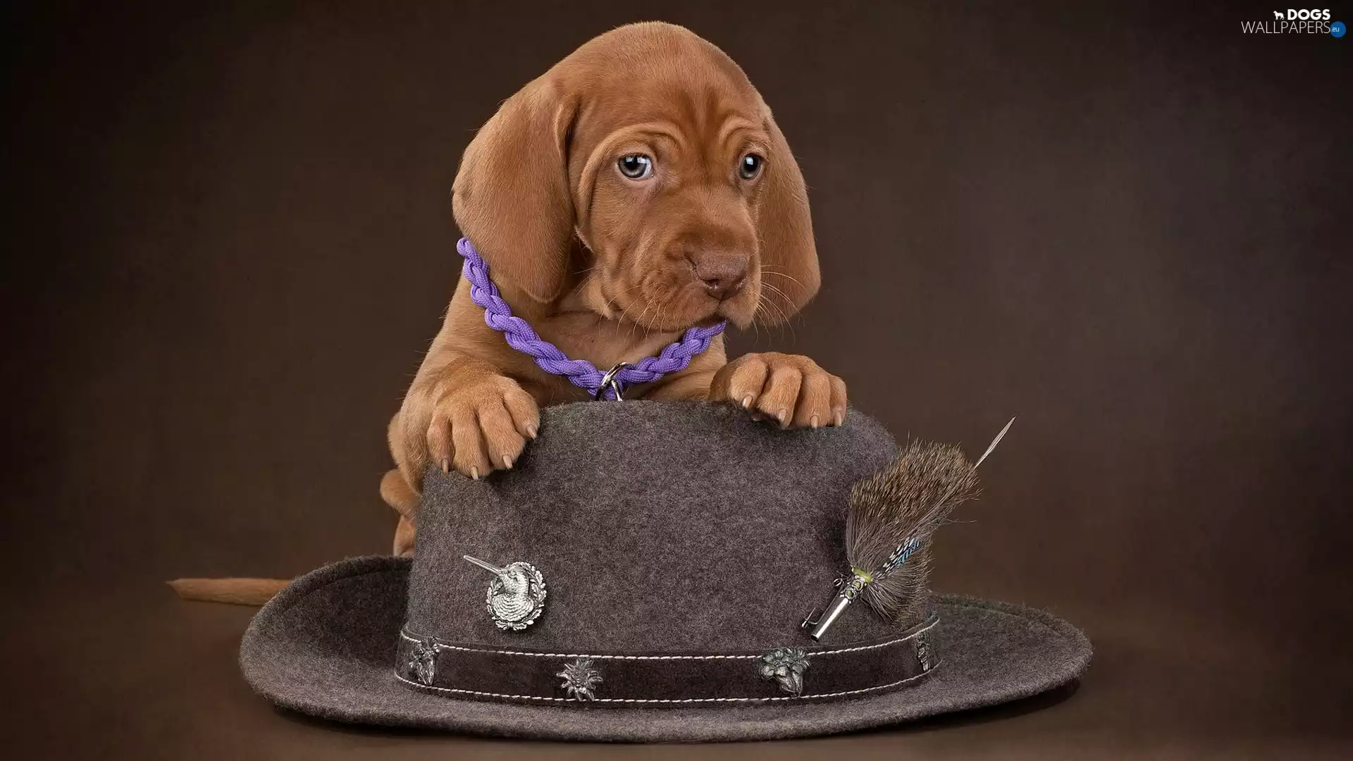 dog, Vizsla, Hat, Puppy