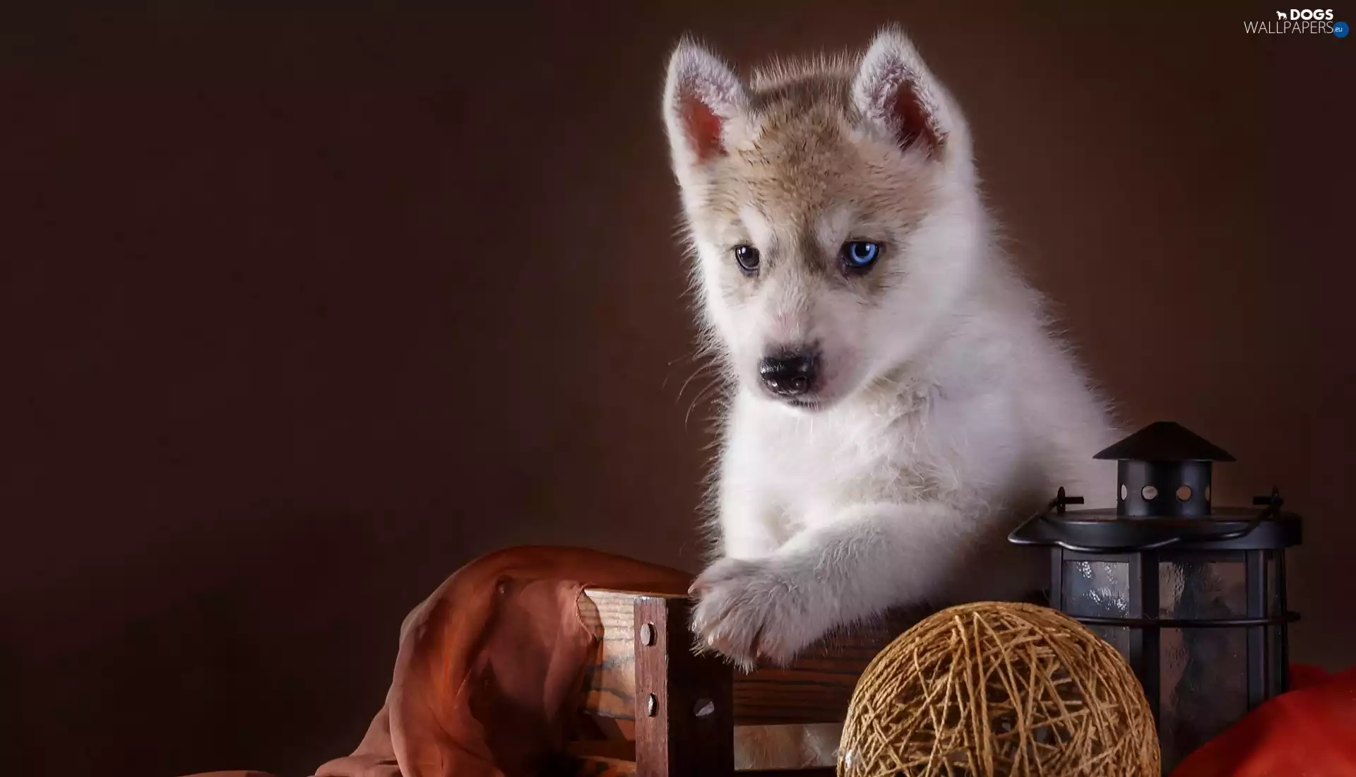 dog, Siberian, Husky, Puppy
