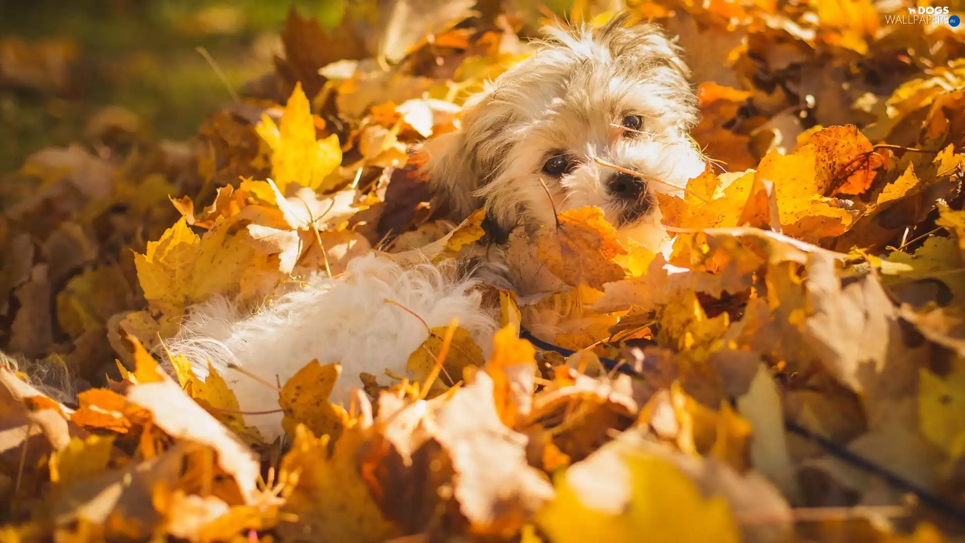 dog, Shichon, Leaf, Puppy