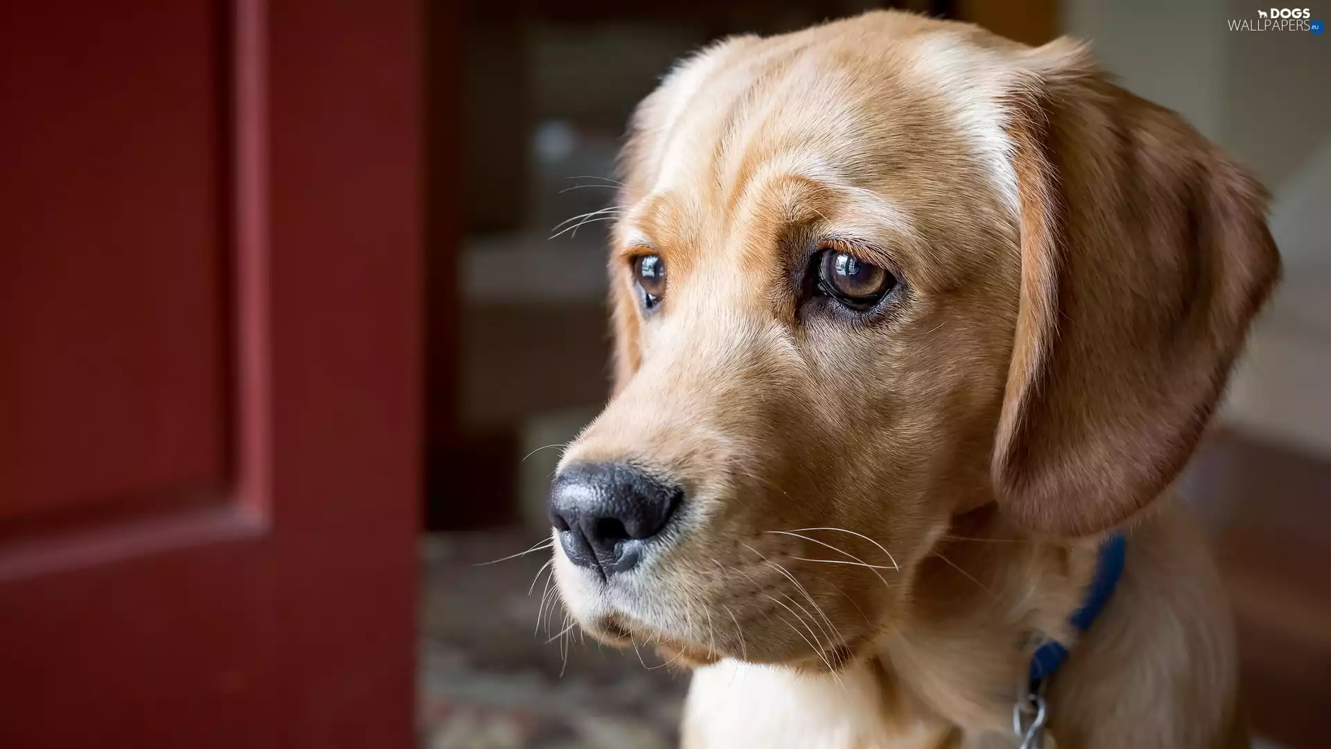 dog, Spanador, muzzle, Puppy