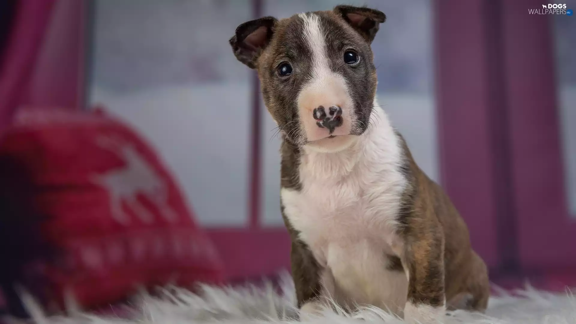 dog, dappled, nose, Puppy