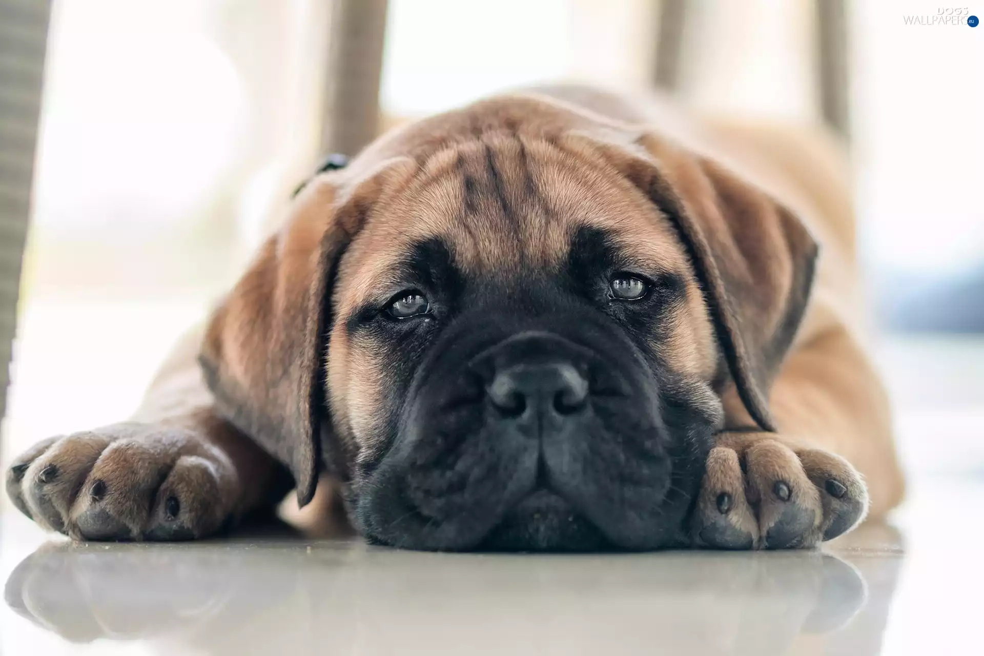 The look, rapprochement, Puppy, bulmastiff, dog