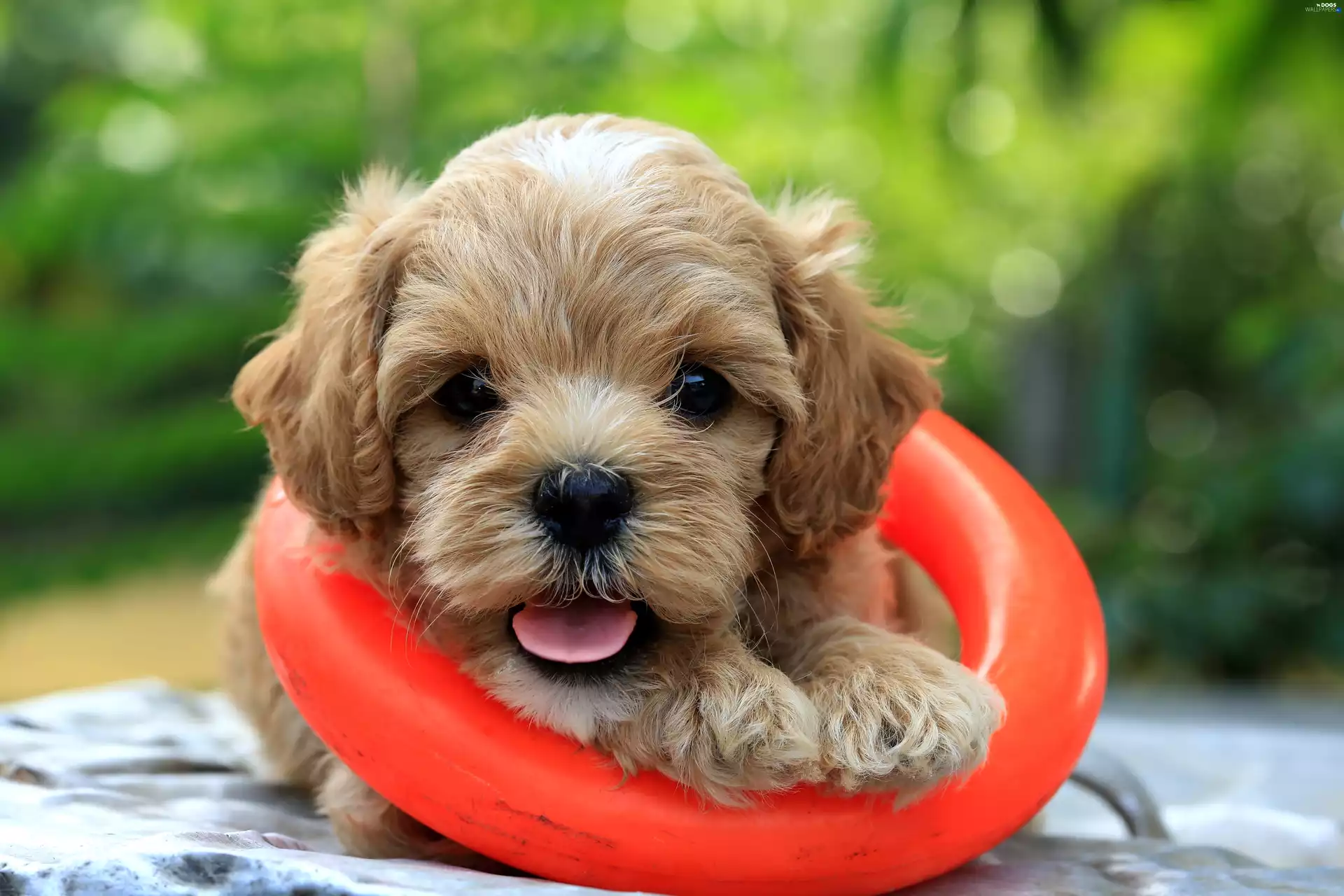 dog, circle, rescue, Puppy