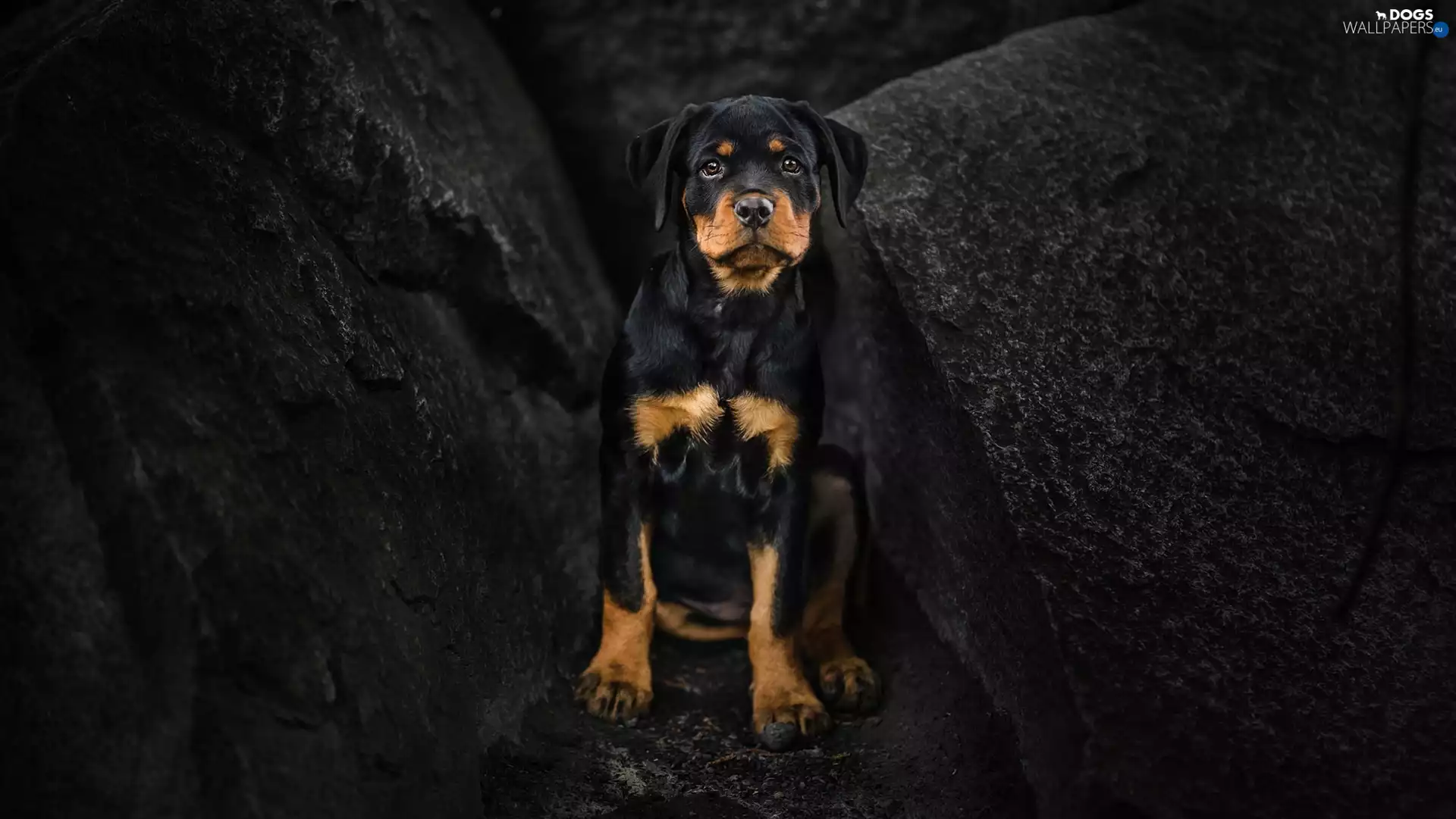 dog, Rottweiler, rocks, Puppy