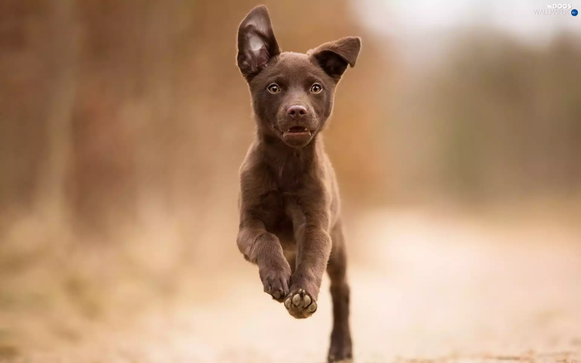 Puppy, running, dog