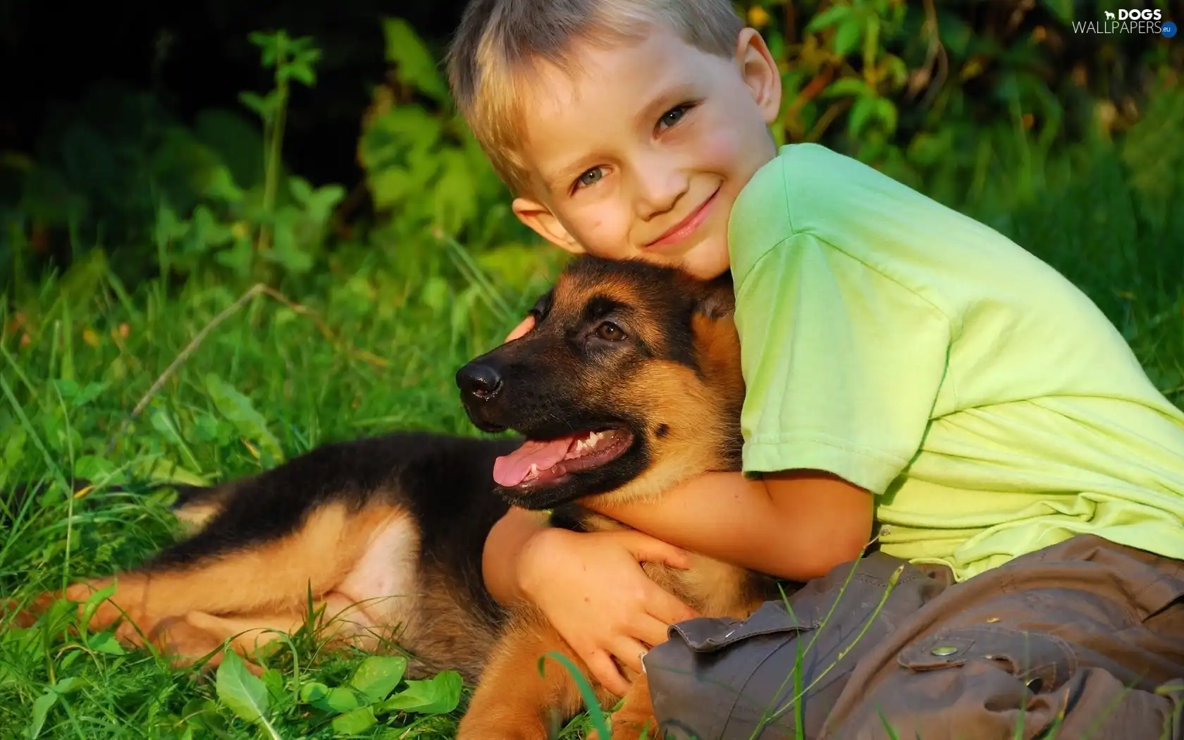 Puppy, sheep-dog, Kid