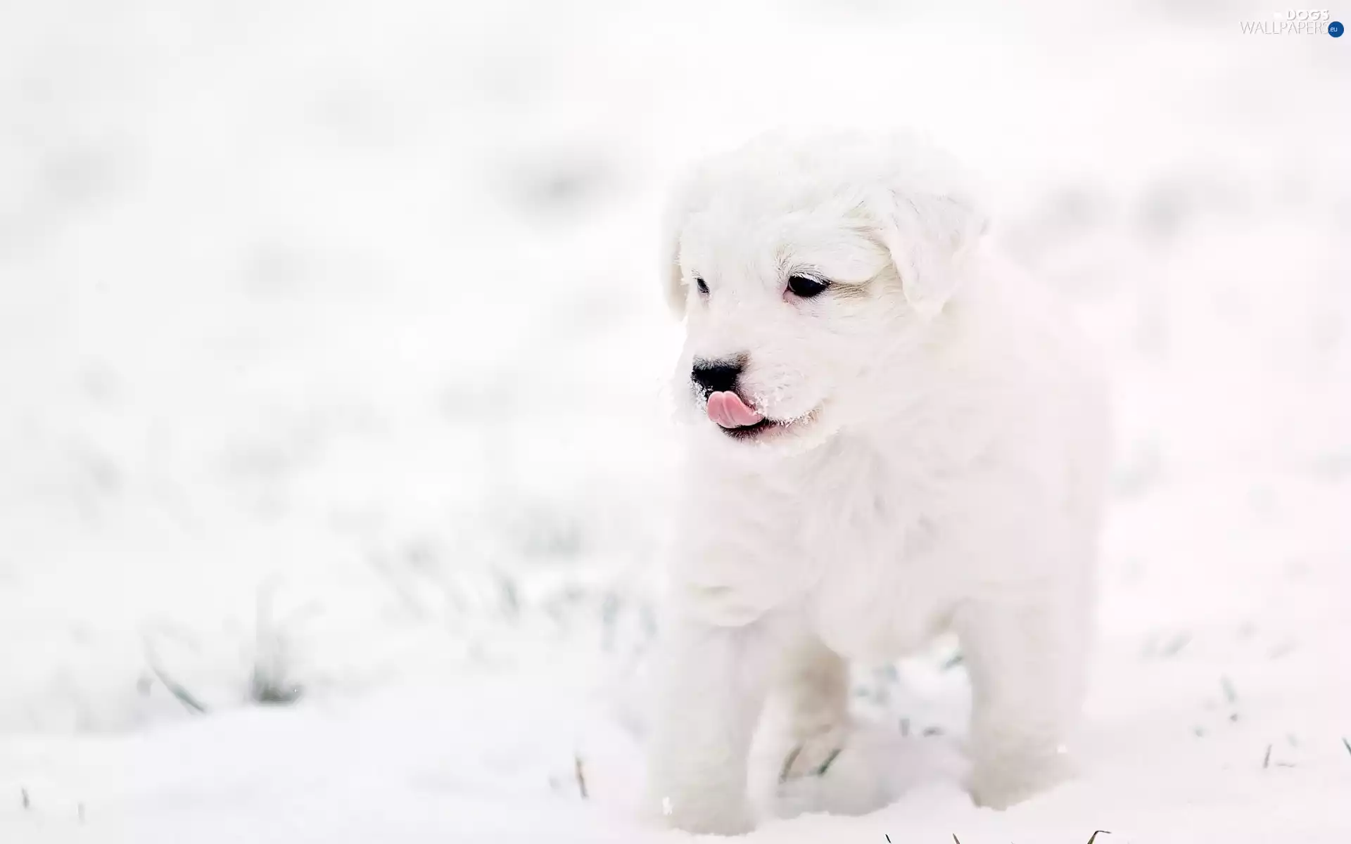 dog, winter, snow, Puppy