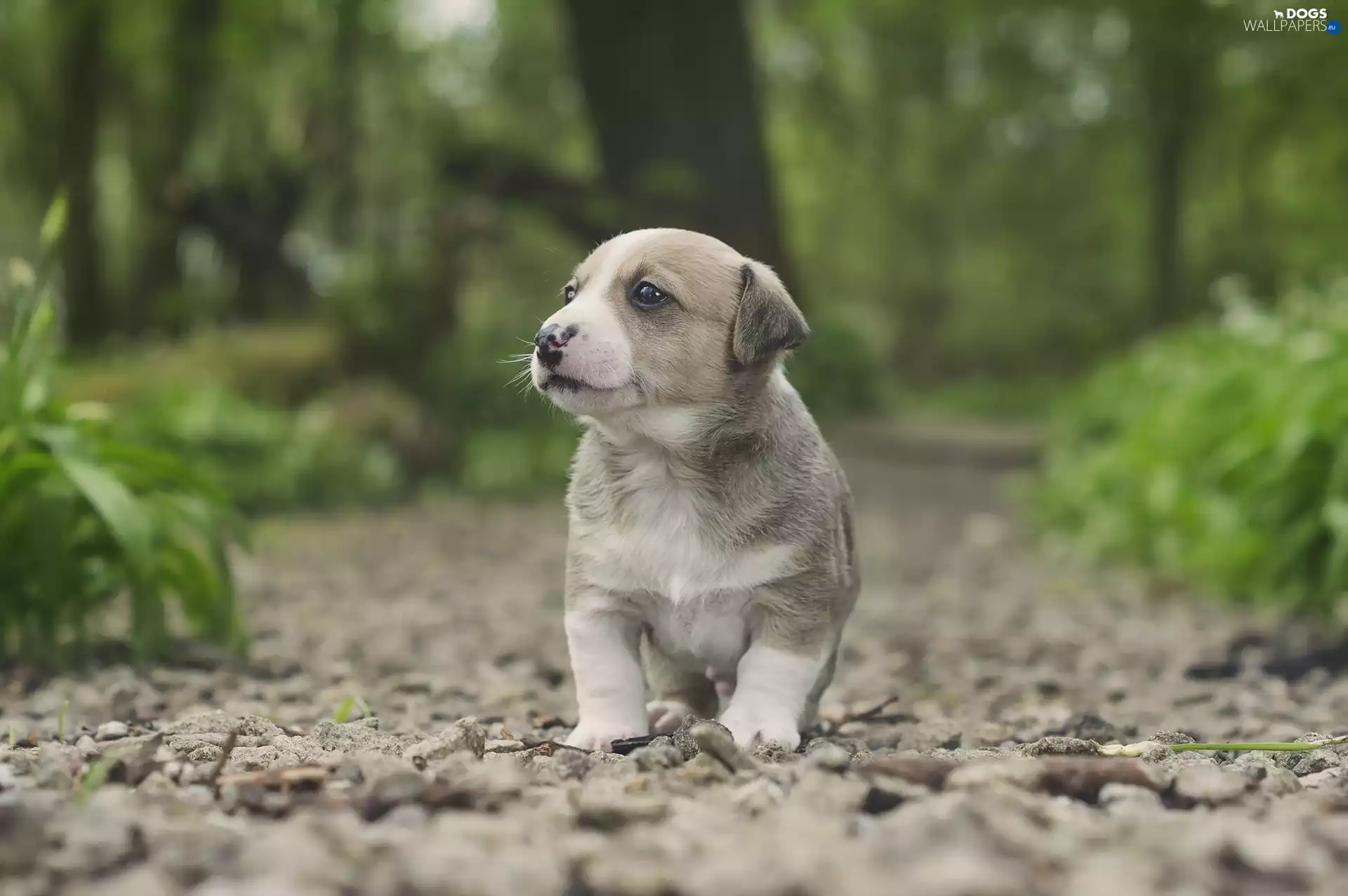 dog, Path, Stones, Puppy