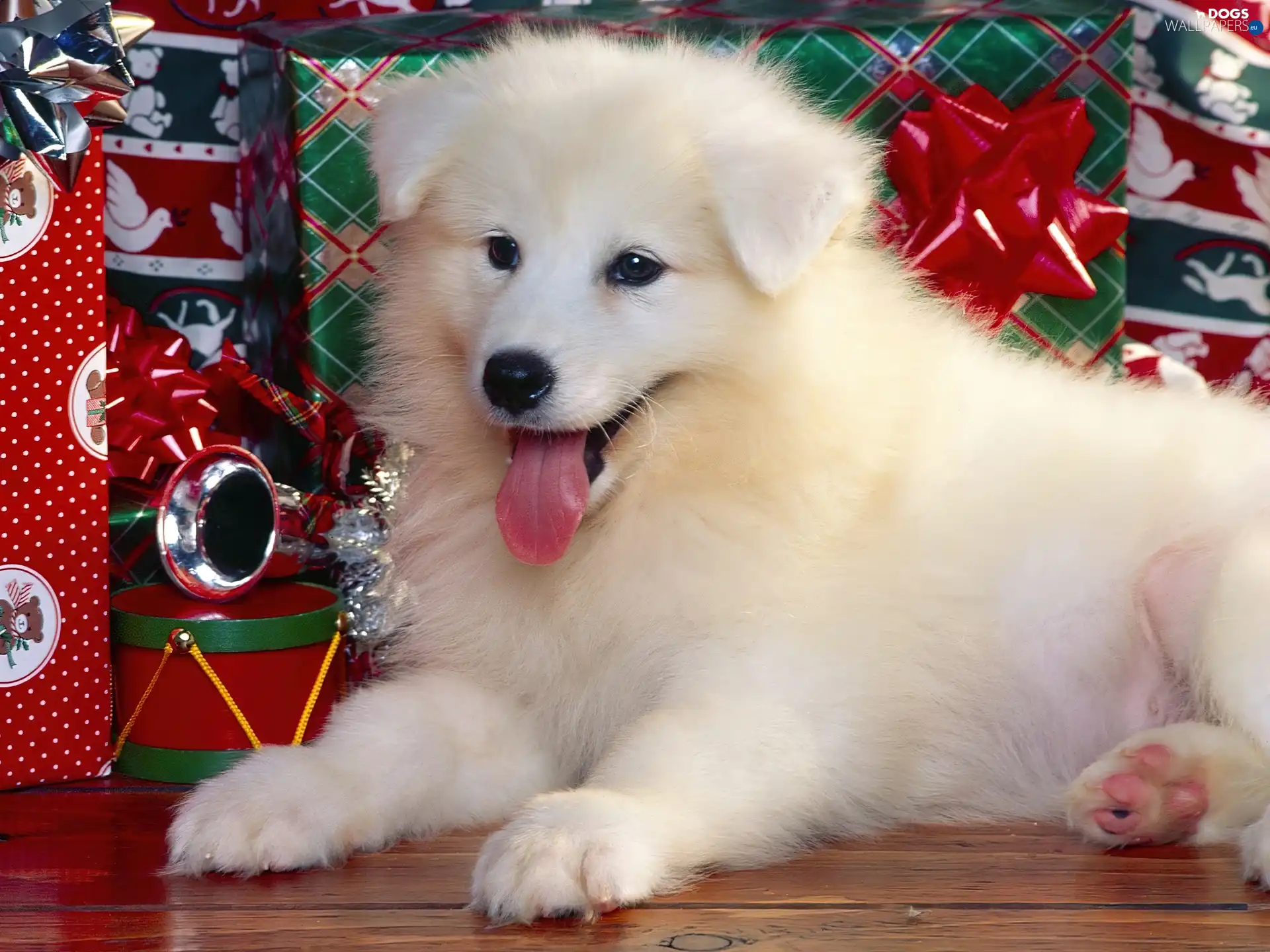 Puppy, gifts, White, God, dog, birth