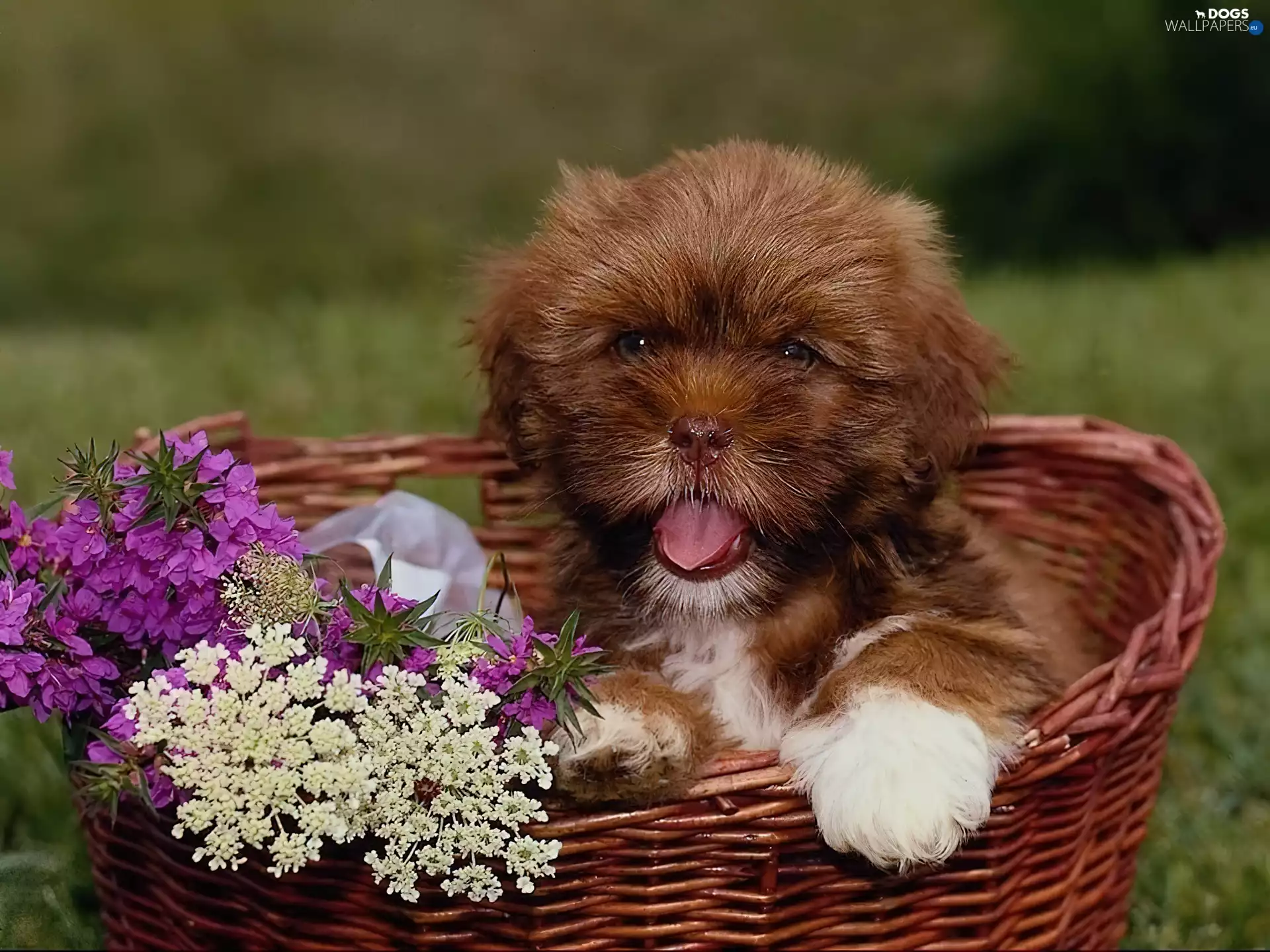 Puppy, basket, doggy