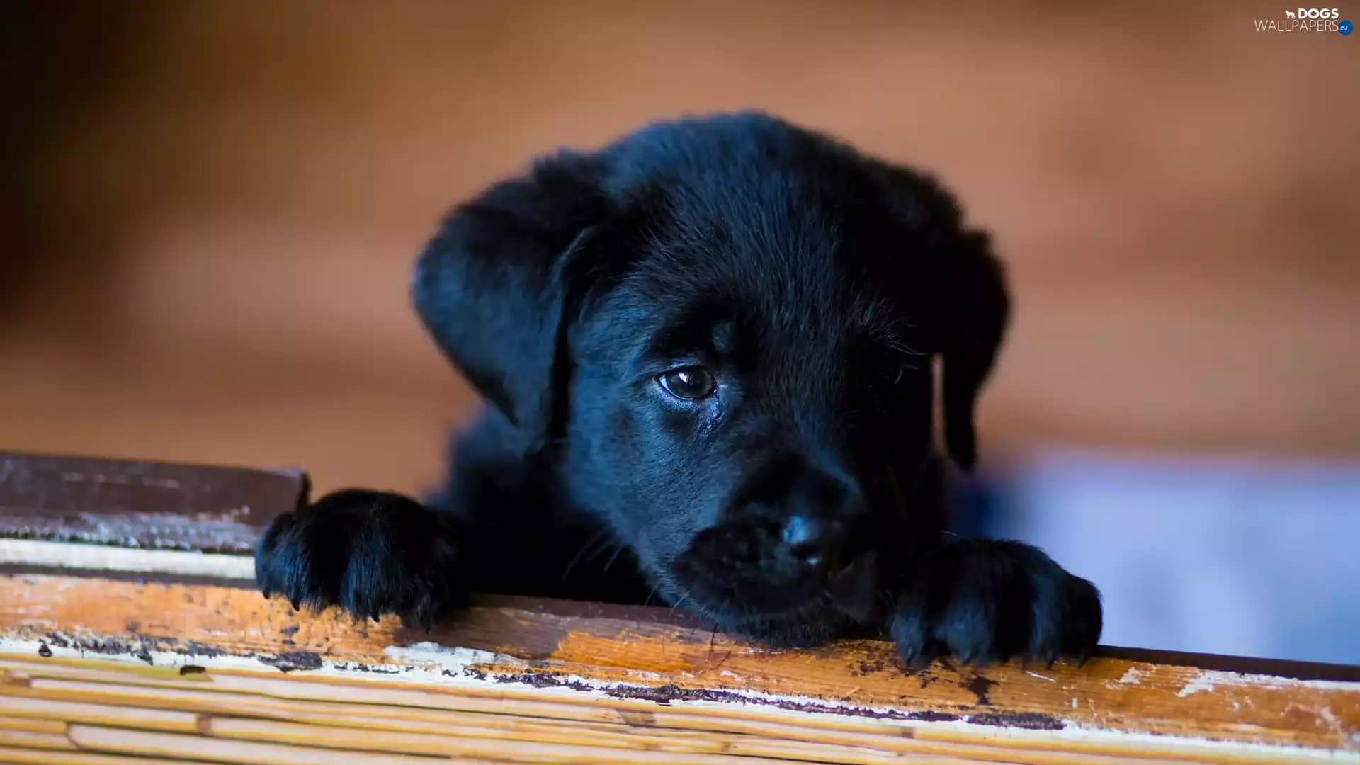 Puppy, Black, doggy
