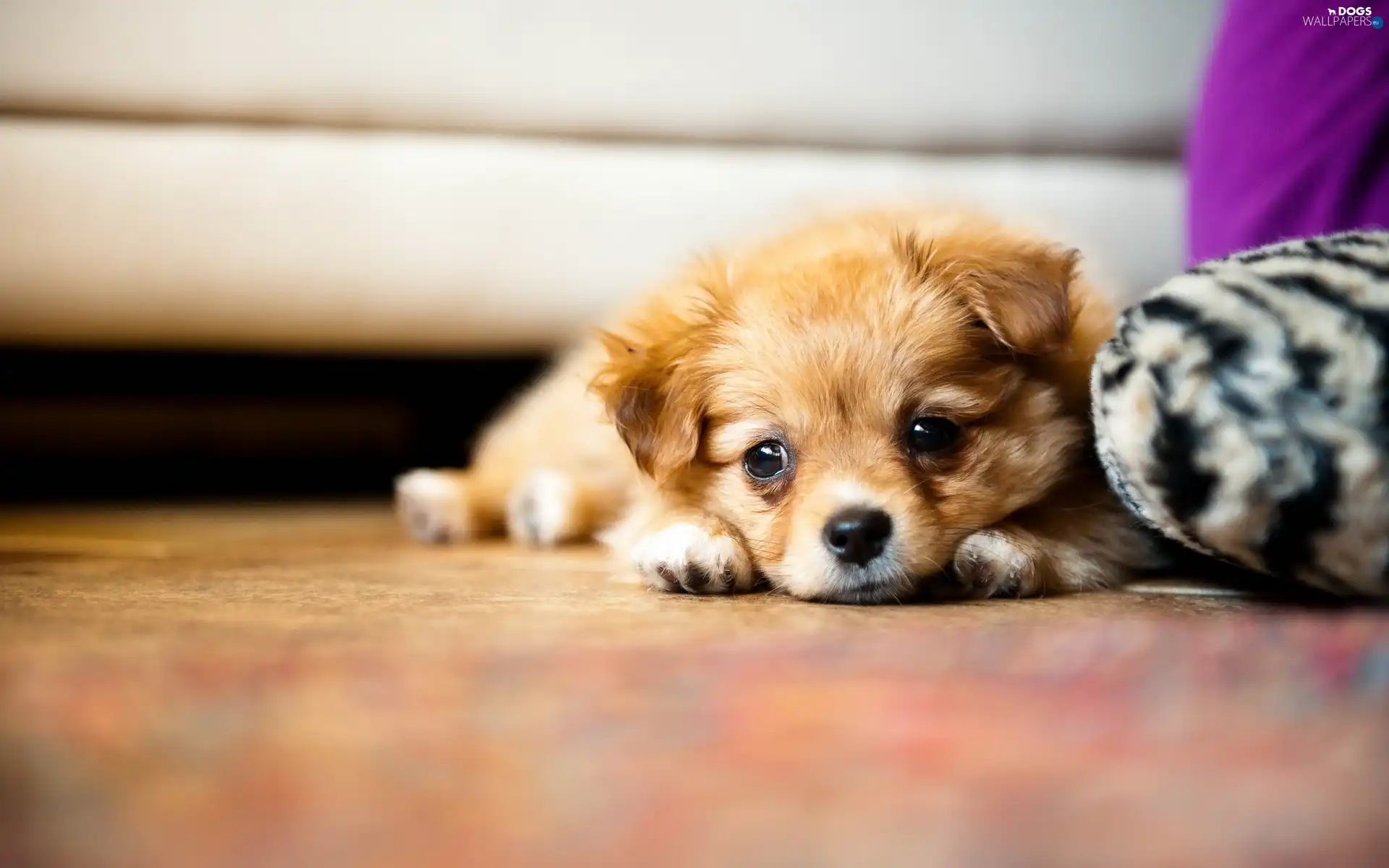 doggy, Puppy, ginger
