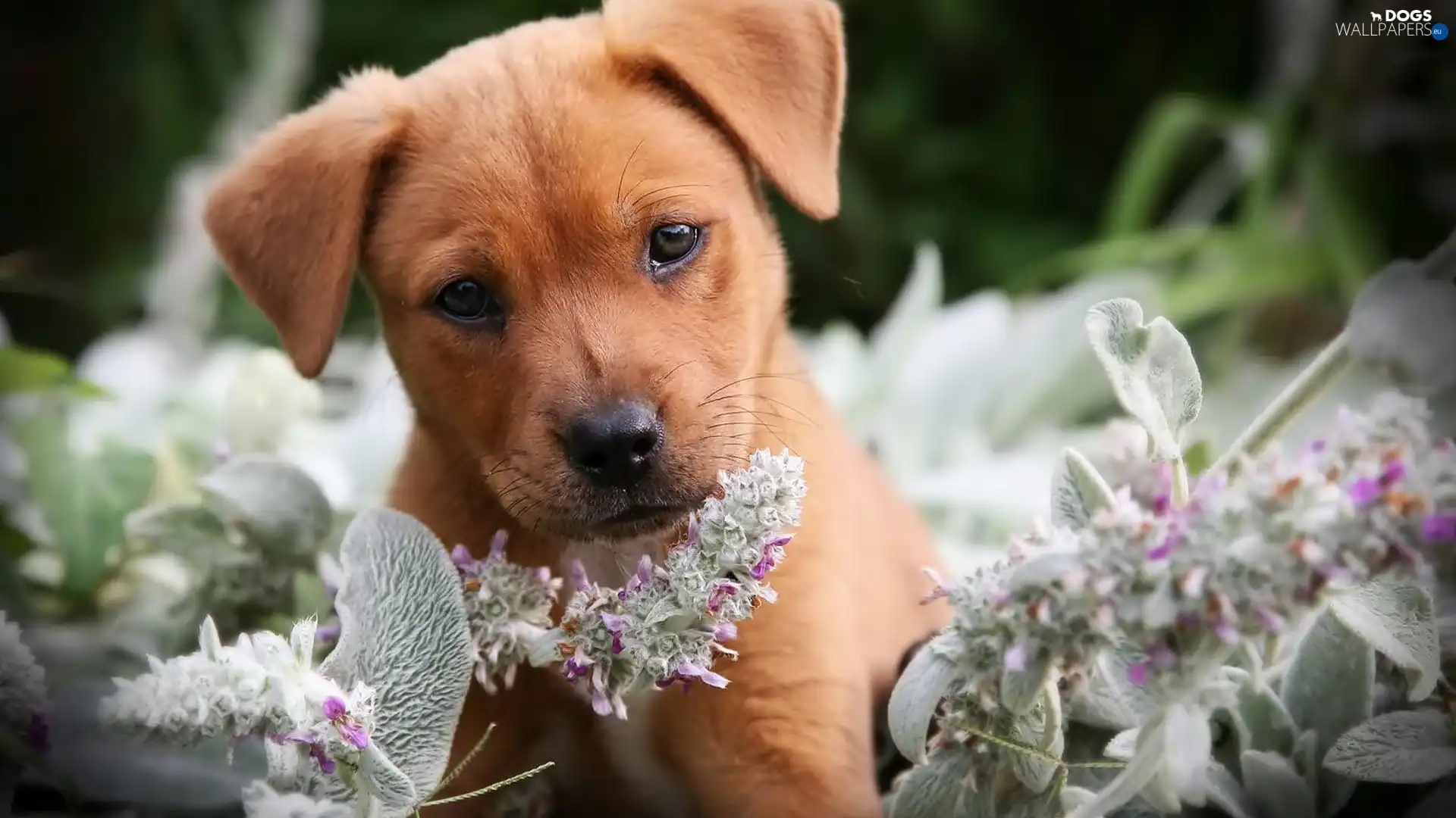 doggy, Puppy, ginger