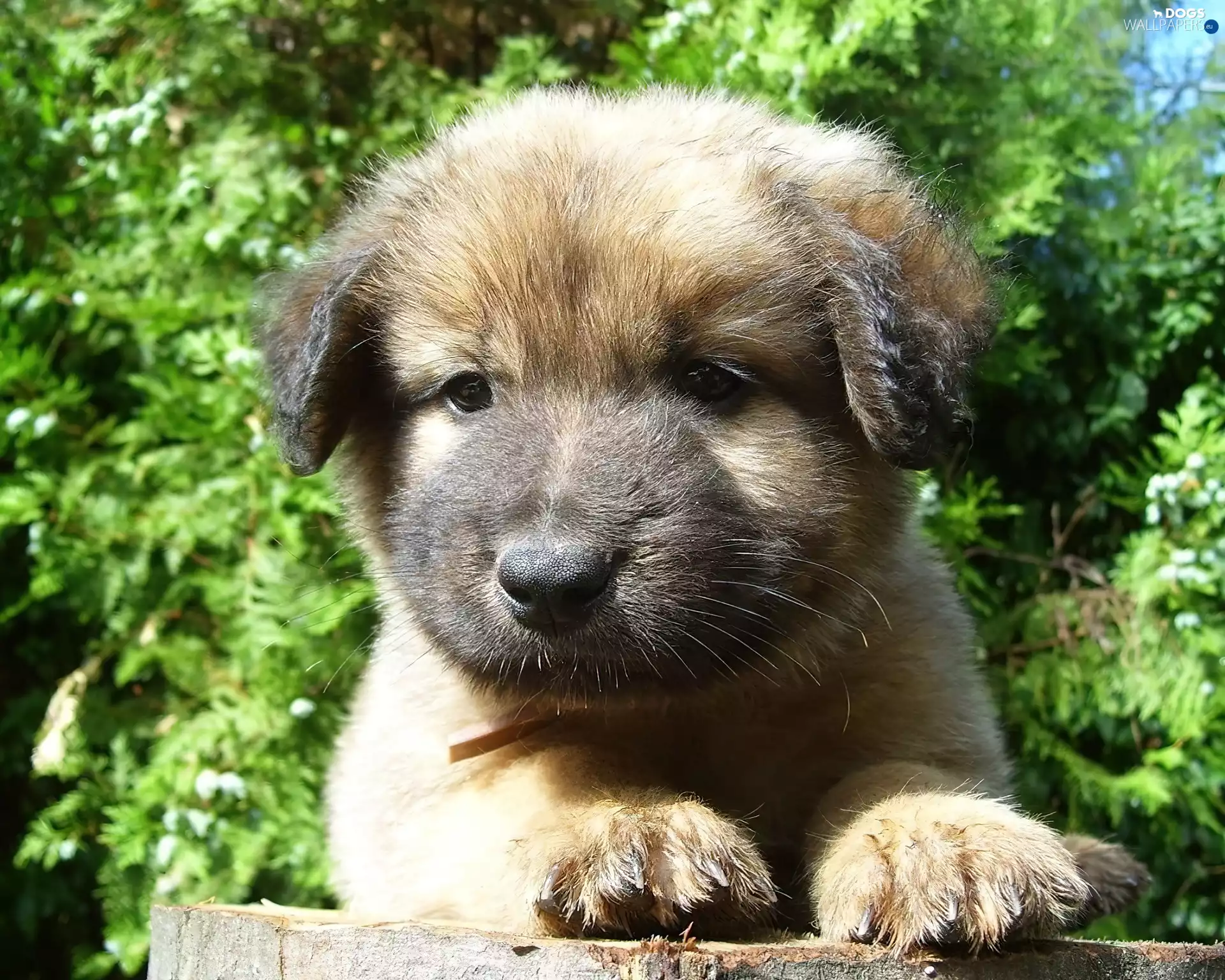 Puppy, honeyed, doggy