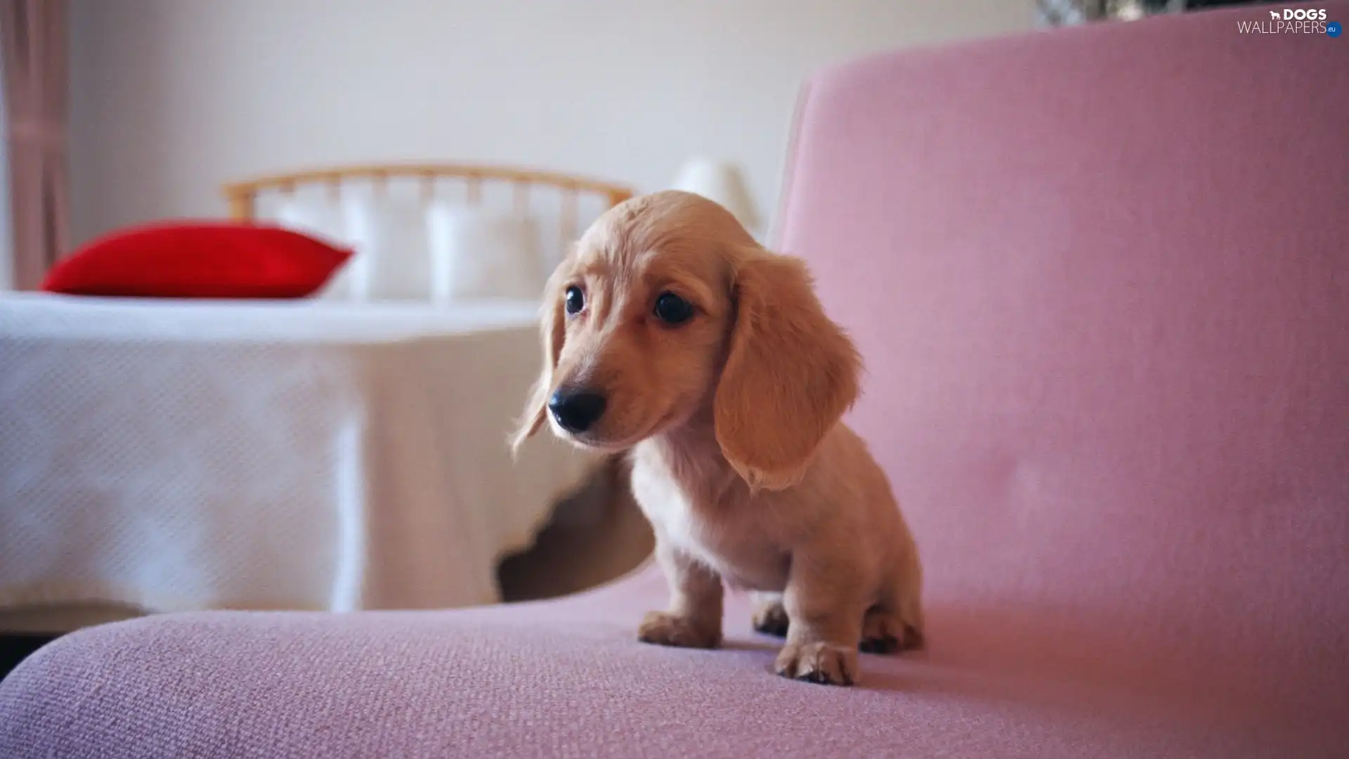 dachshund, Puppy, honeyed, doggy