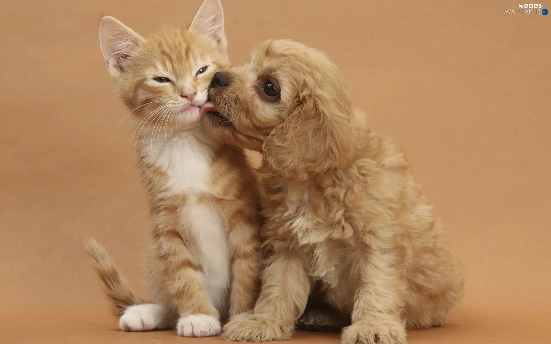 doggy, Puppy, kitten
