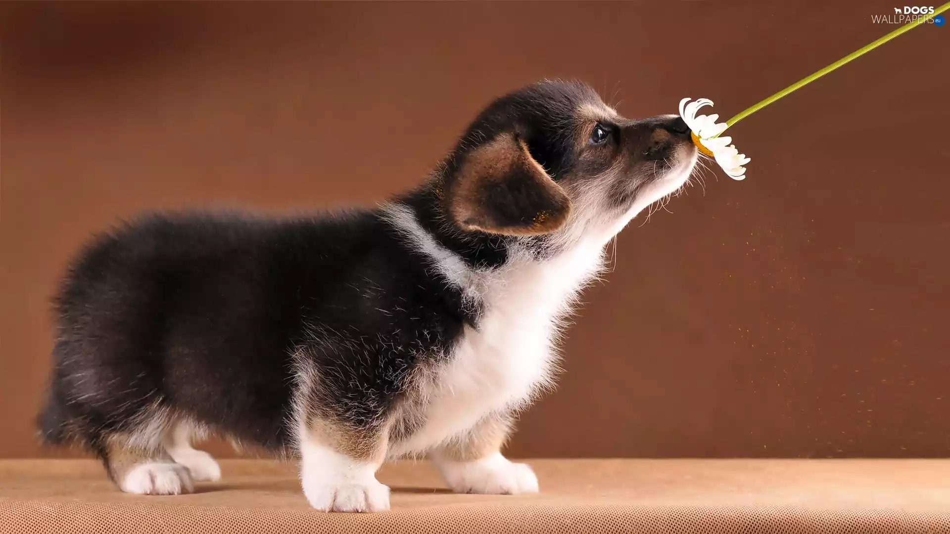 Puppy, Flower
