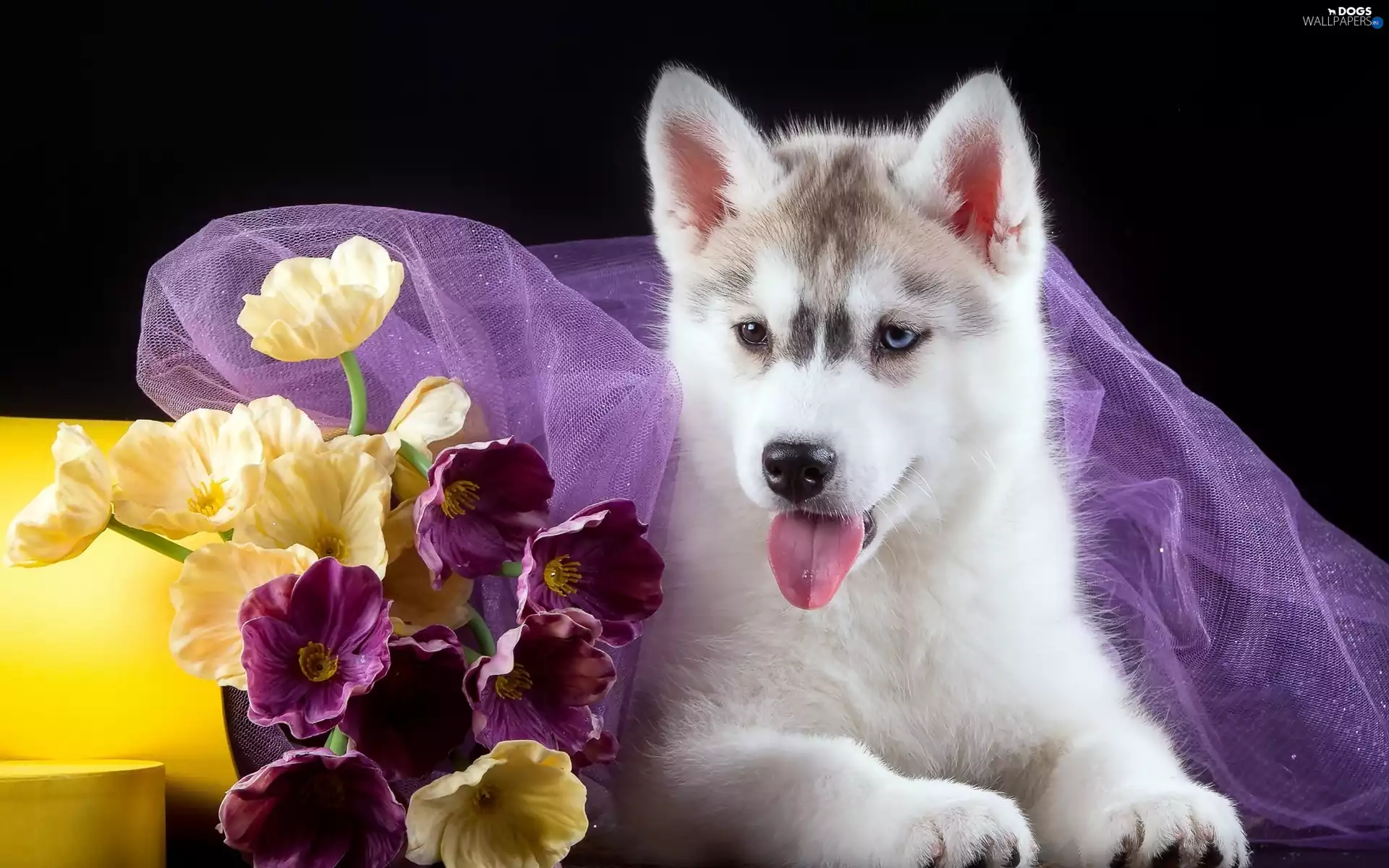 Flowers, Siberian Husky, Puppy
