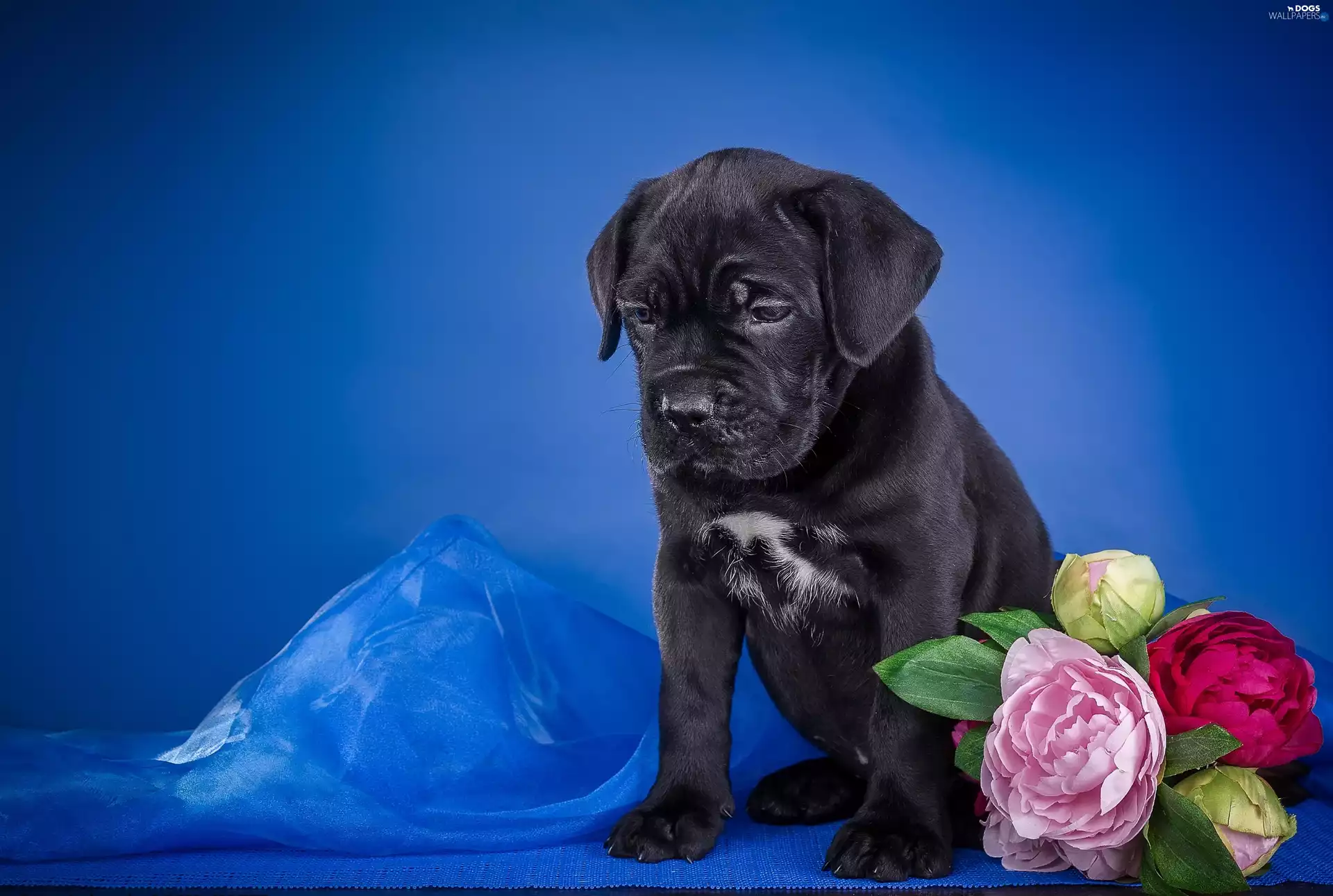 Puppy, Flowers