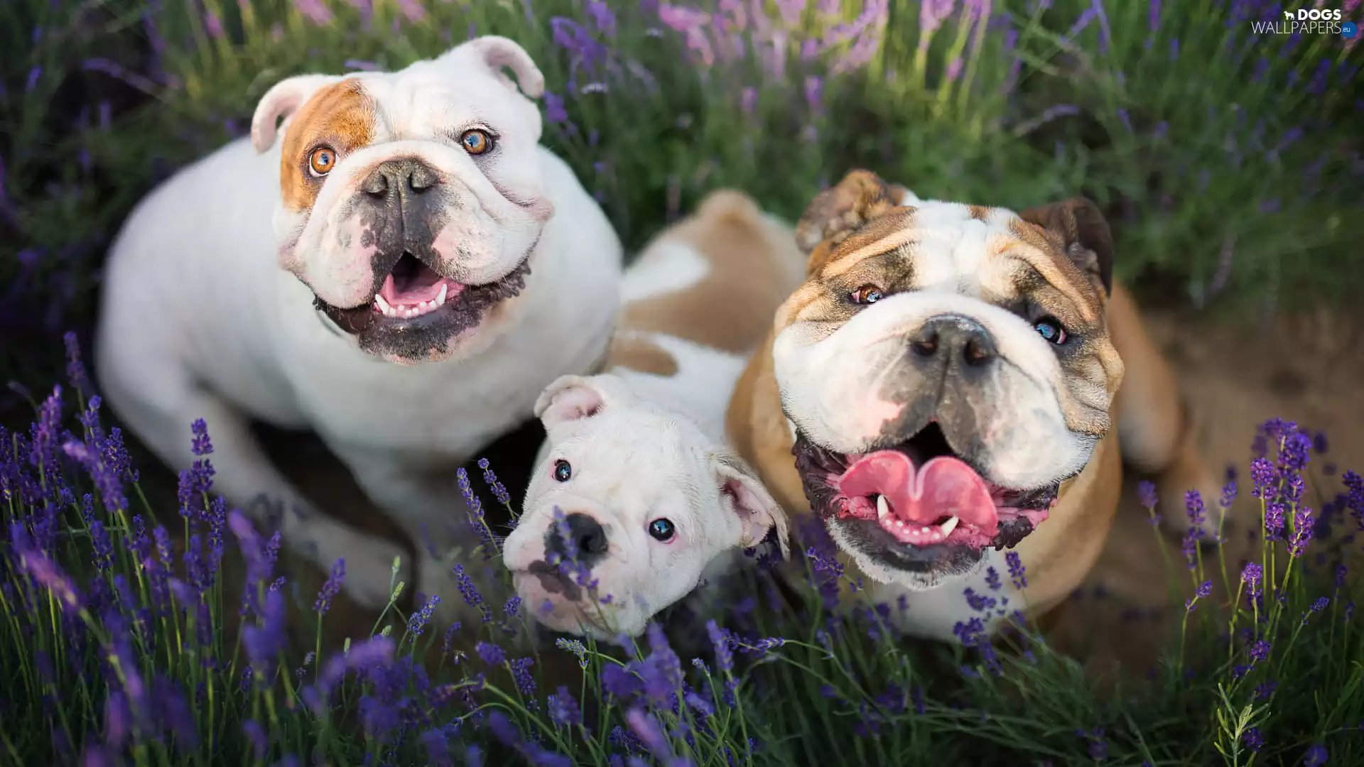 Dogs, Puppy, folks, English Bulldogs