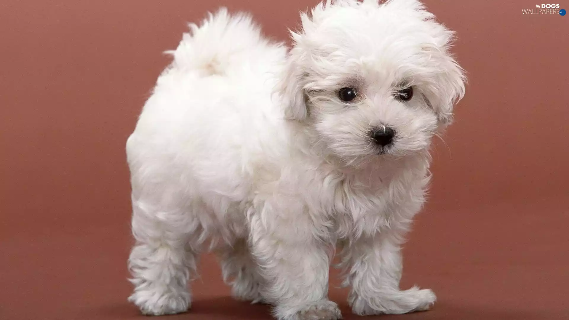 Puppy, Bichon frise
