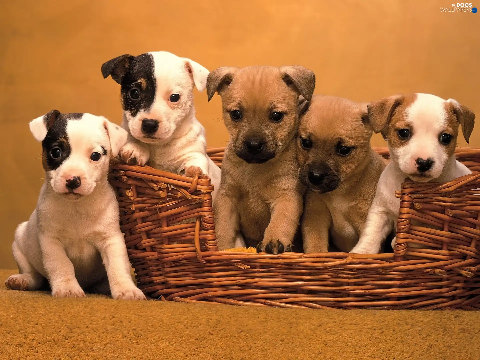full, puppy, basket