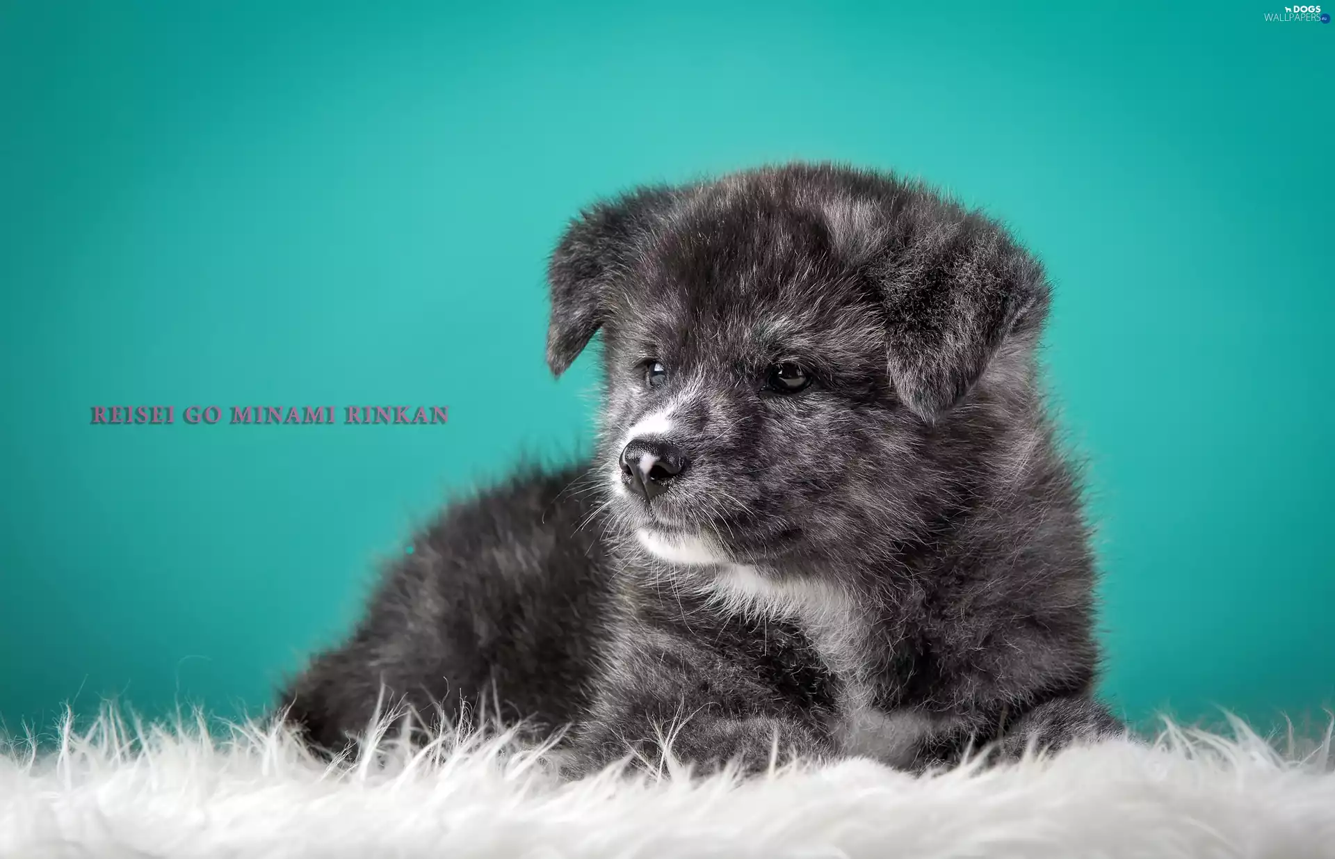 Puppy, Fur
